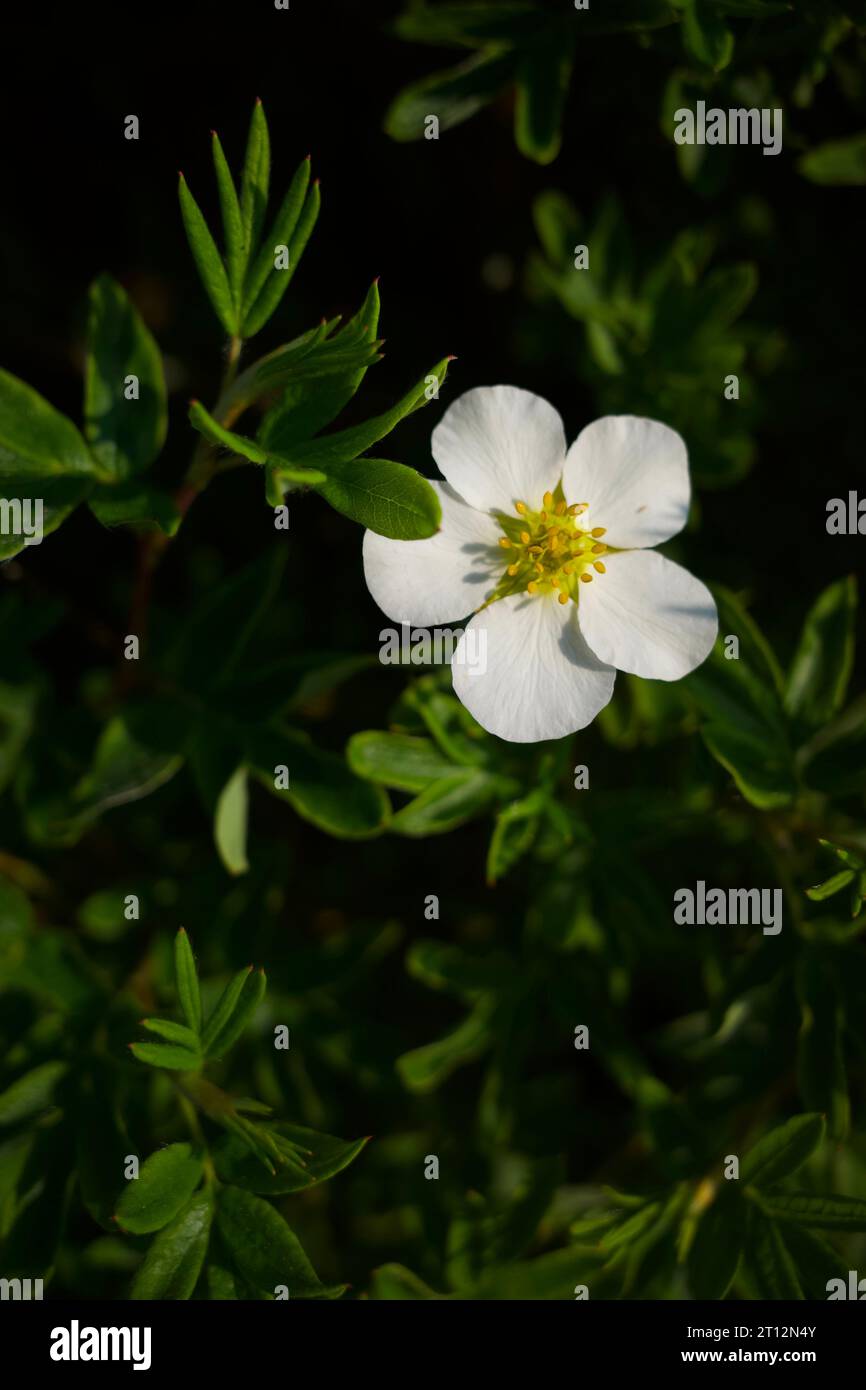 Potentilla fruticosa 'Abbotswood' is a bushy deciduous shrub of upright ...