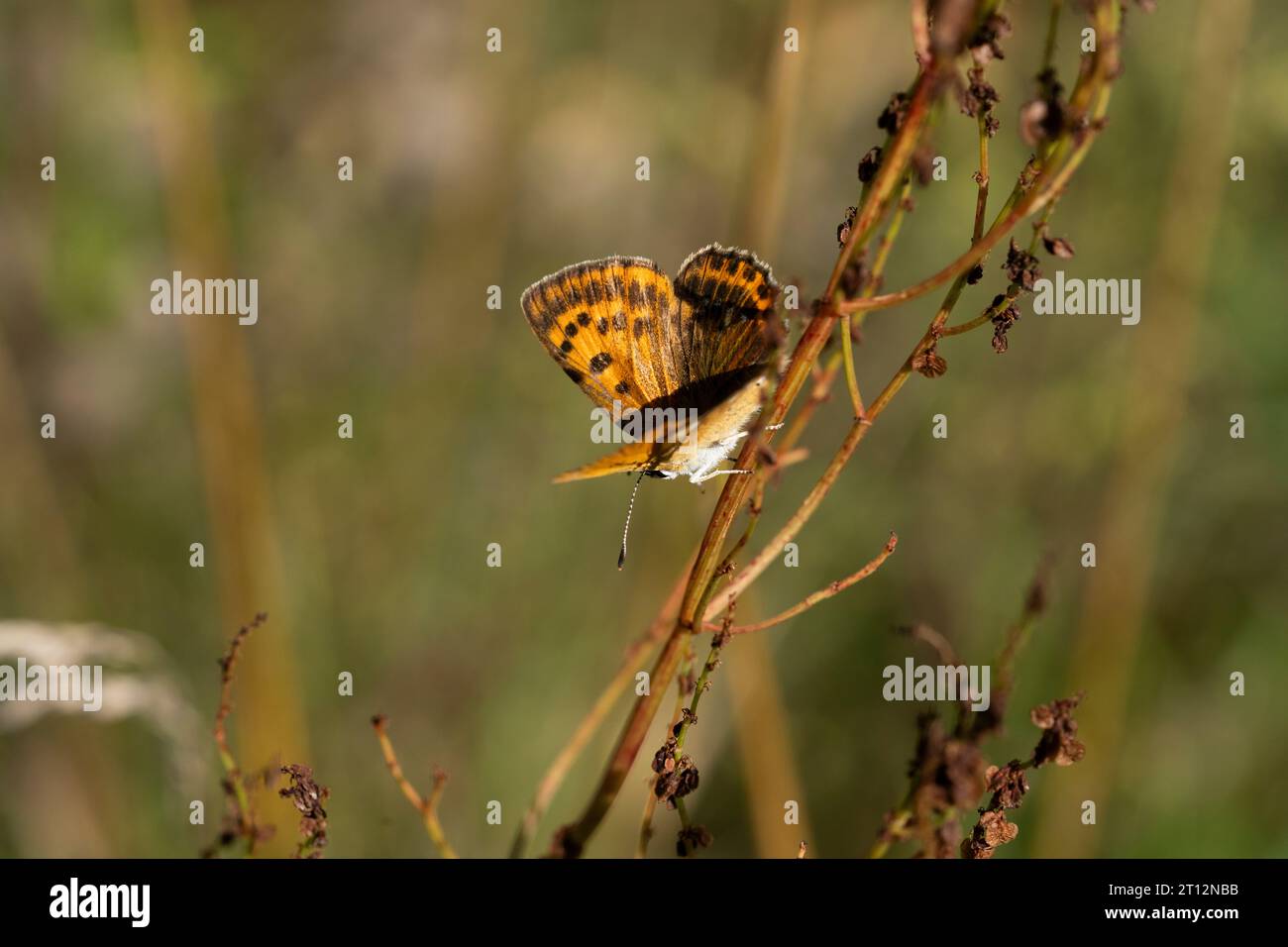 Lycaena virgaureae Family Lycaenidae Genus Lycaena Scarce copper butterfly wild nature insect photography, picture, wallpaper Stock Photo