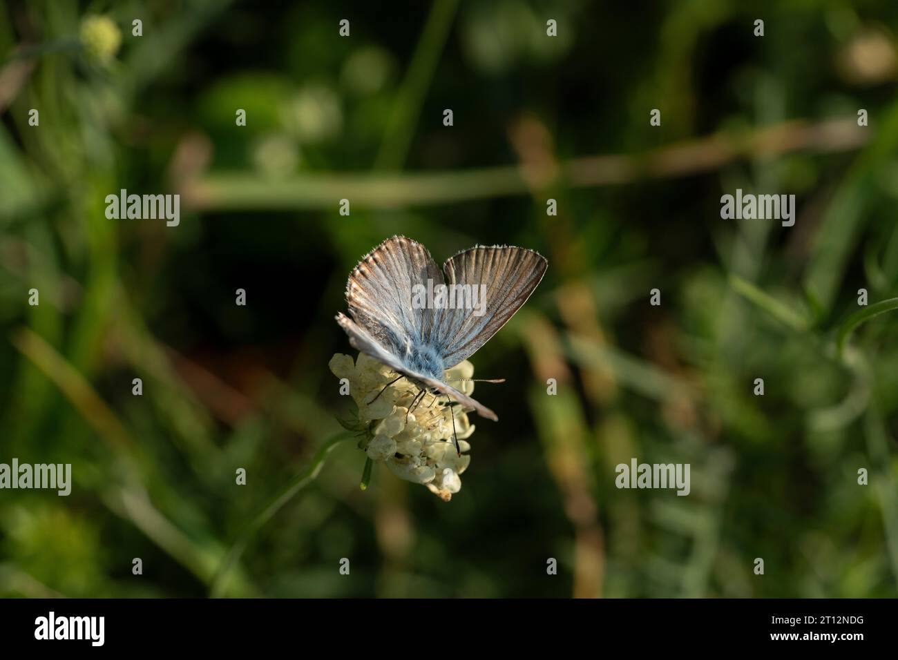 Polyommatus coridon Family Lycaenidae Genus Lysandra Chalkhill blue