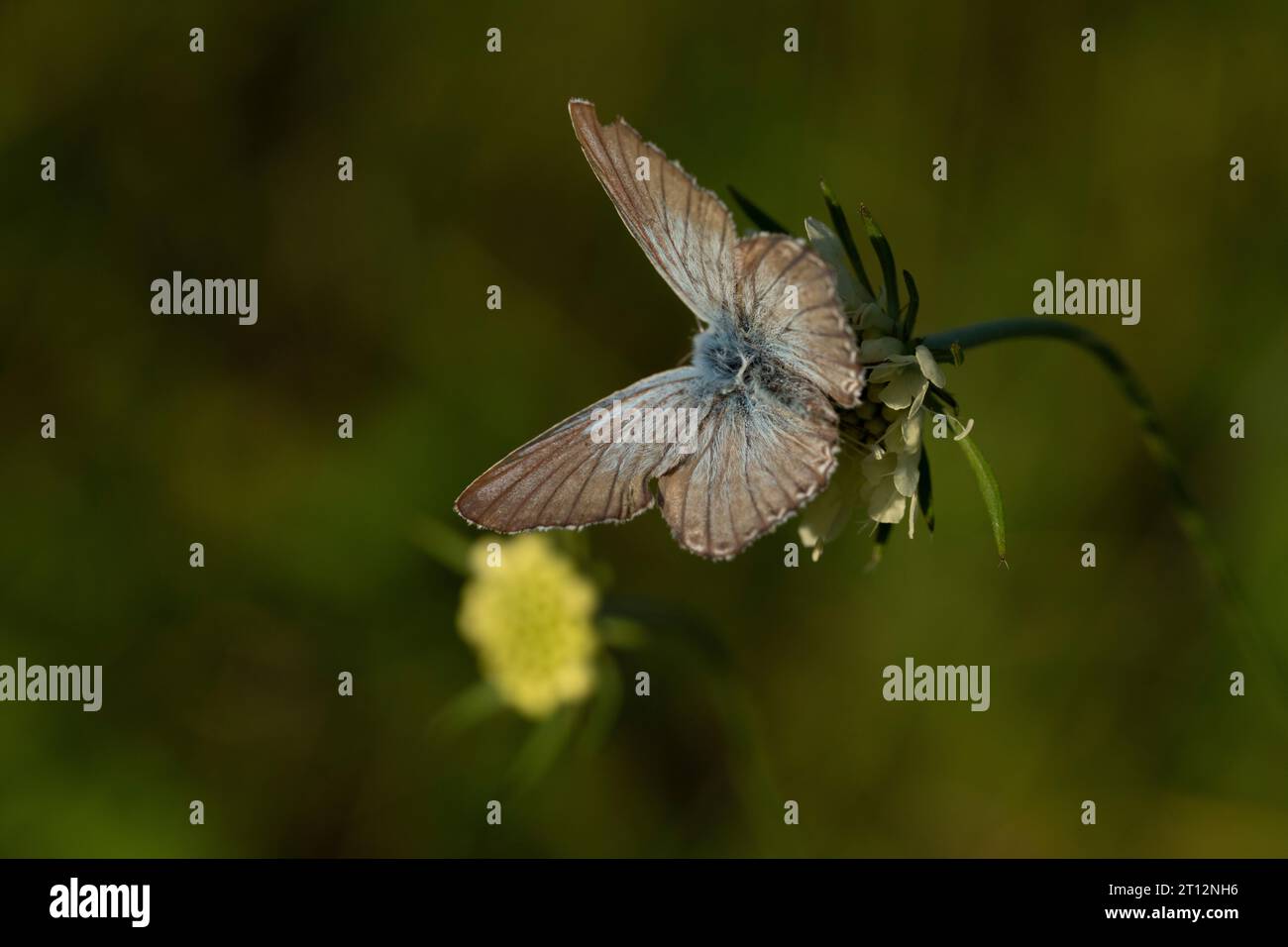 Polyommatus coridon Family Lycaenidae Genus Lysandra Chalkhill blue