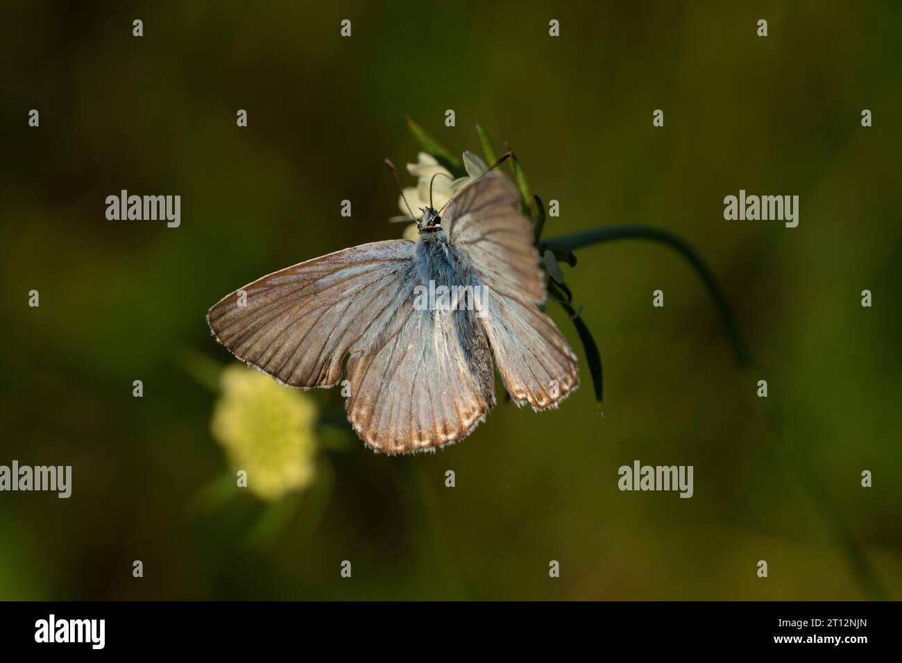 Polyommatus coridon Family Lycaenidae Genus Lysandra Chalkhill blue