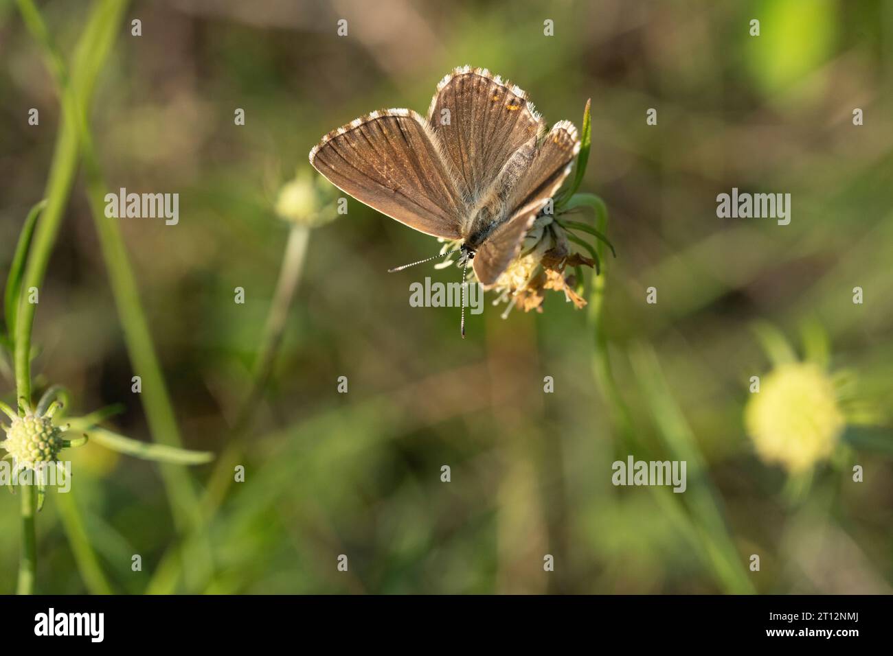 Polyommatus coridon Family Lycaenidae Genus Lysandra Chalkhill blue
