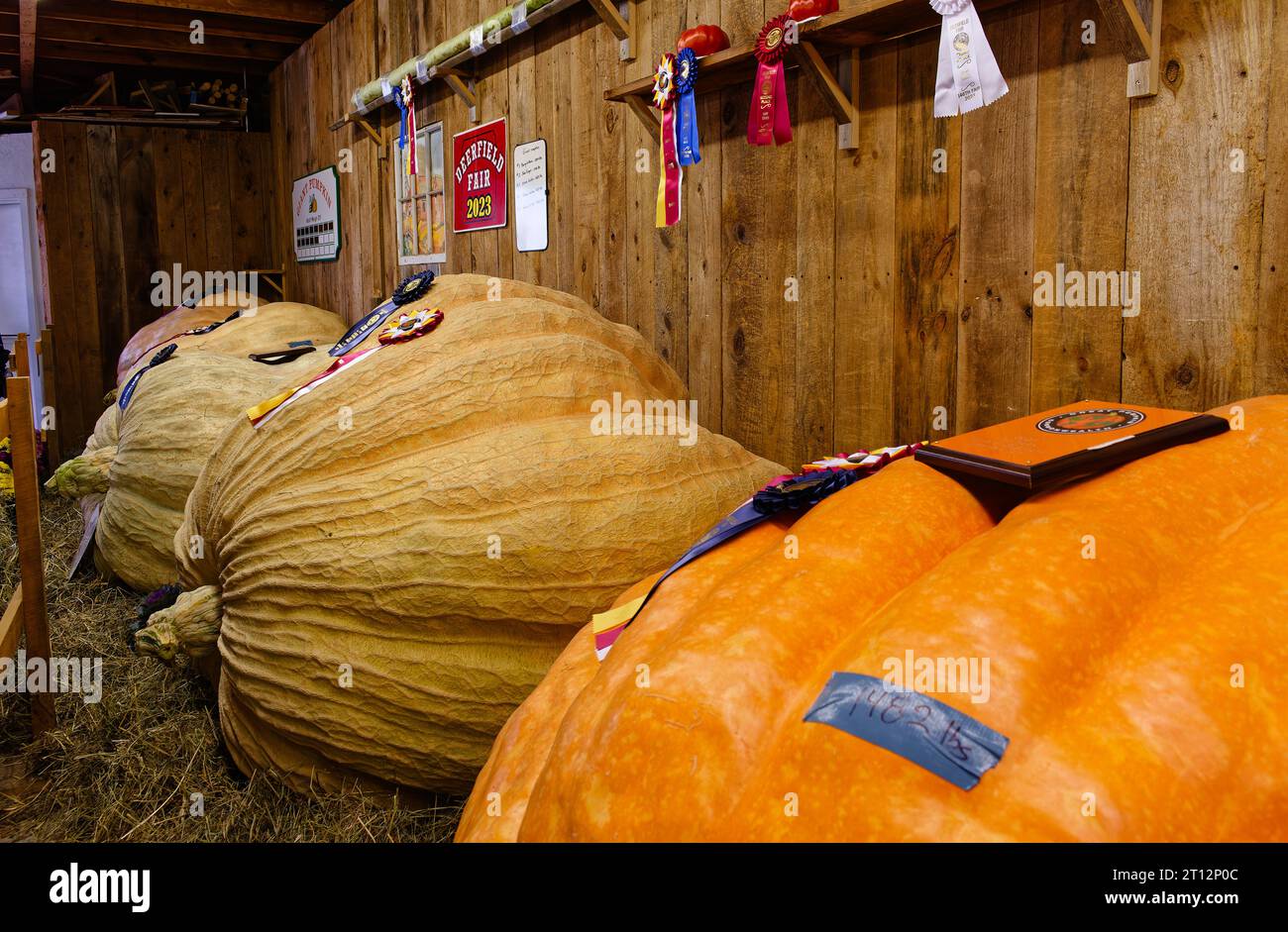 Deerfield Fair, New Hampshire 2023 Huge 1k lb+ pumpkin winner after a