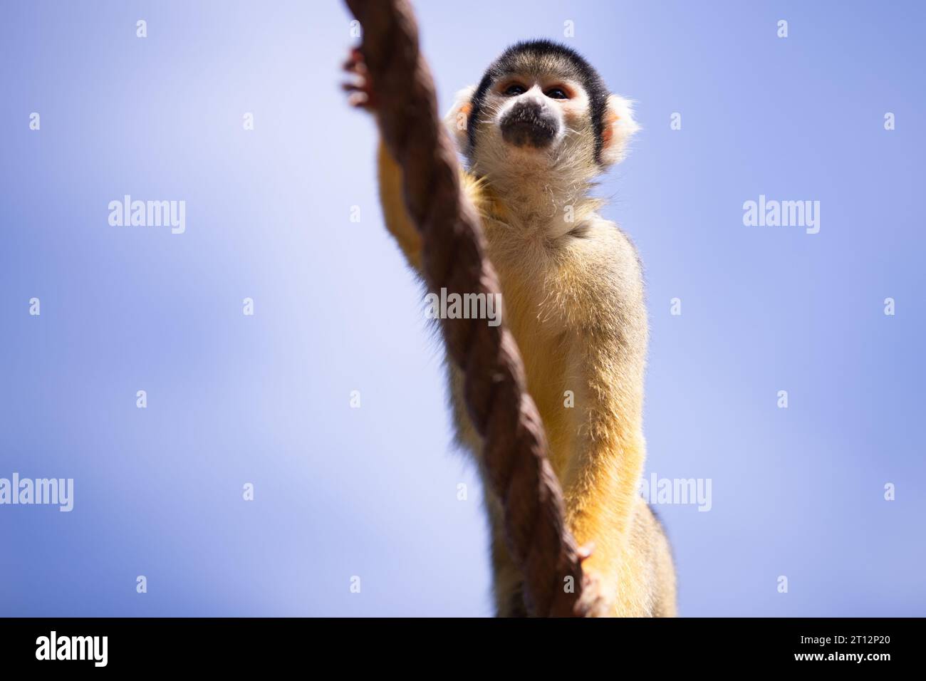 Black-capped Squirrel Monkey (Saimiri boliviensis) climbing across a ...