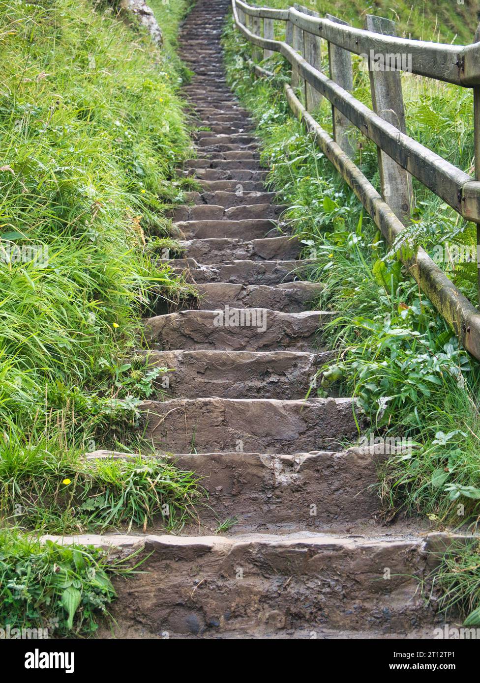 A steep flight of stone steps on a walking trail, surrounded by lush, green foliage and a wooden handrail on the right. Stock Photo