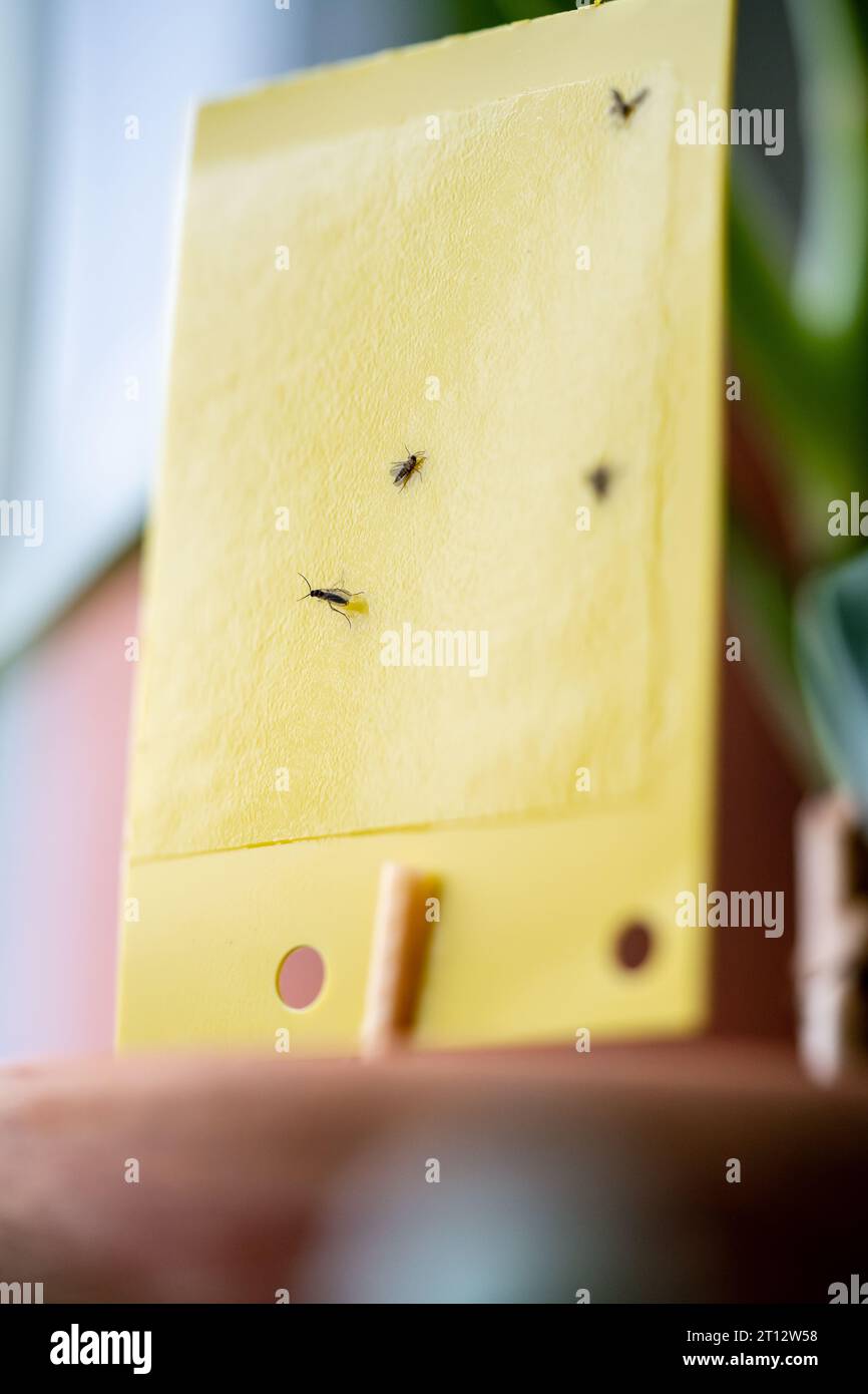https://c8.alamy.com/comp/2T12W58/fungus-gnats-stuck-on-yellow-sticky-trap-closeup-flypaper-for-sciaridae-insect-pests-at-home-2T12W58.jpg