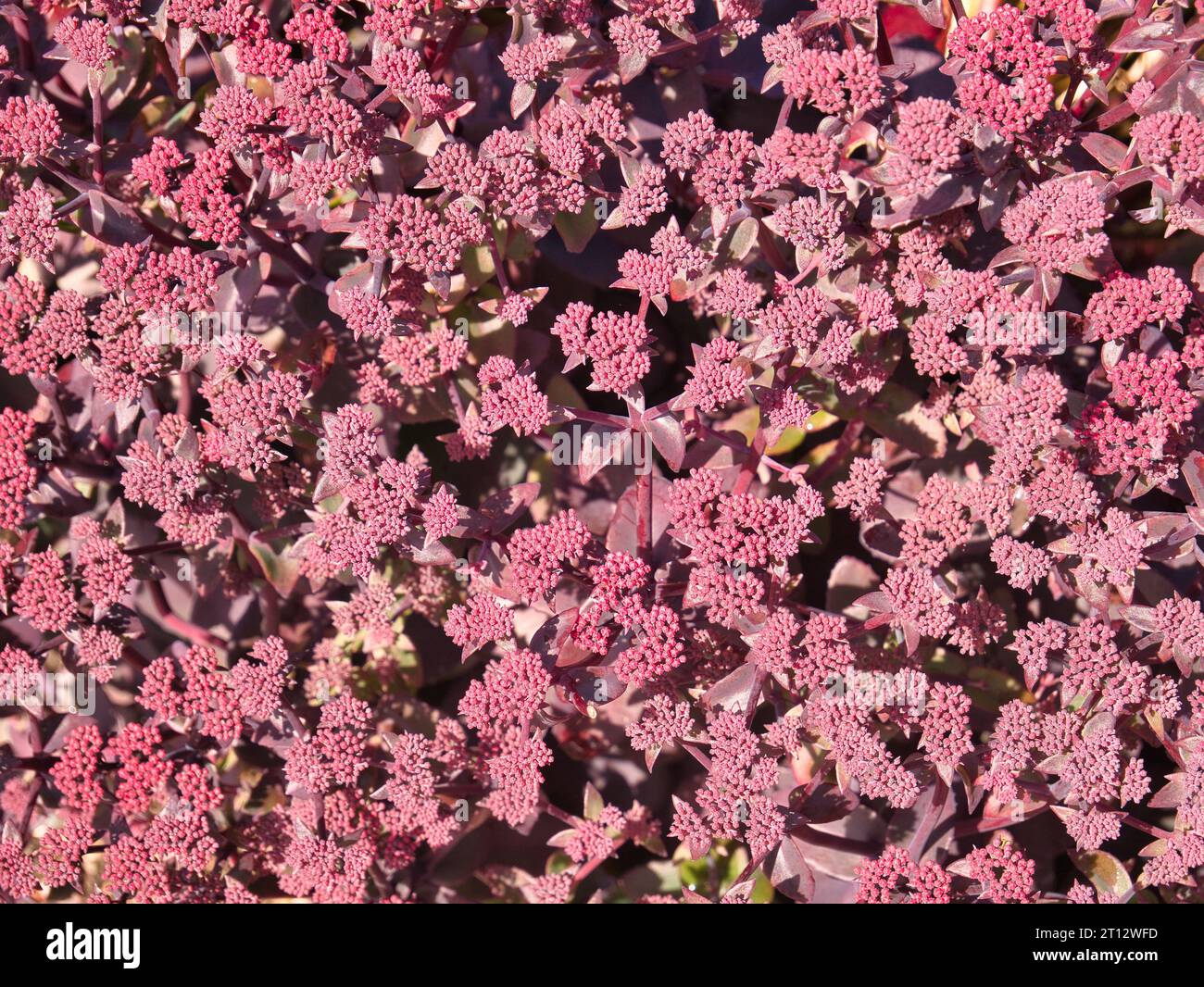 A closeup of many pink sedum flowers. Stock Photo