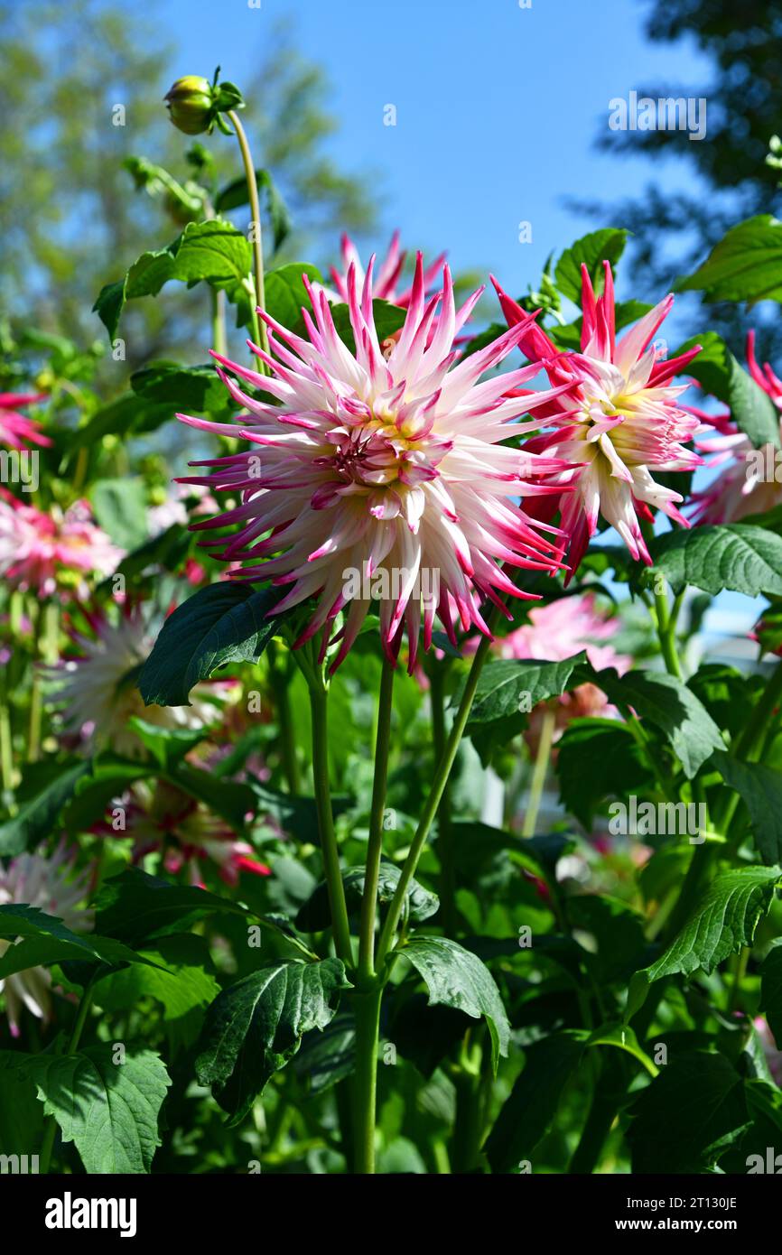 Dahlias insects hi-res stock photography and images - Alamy