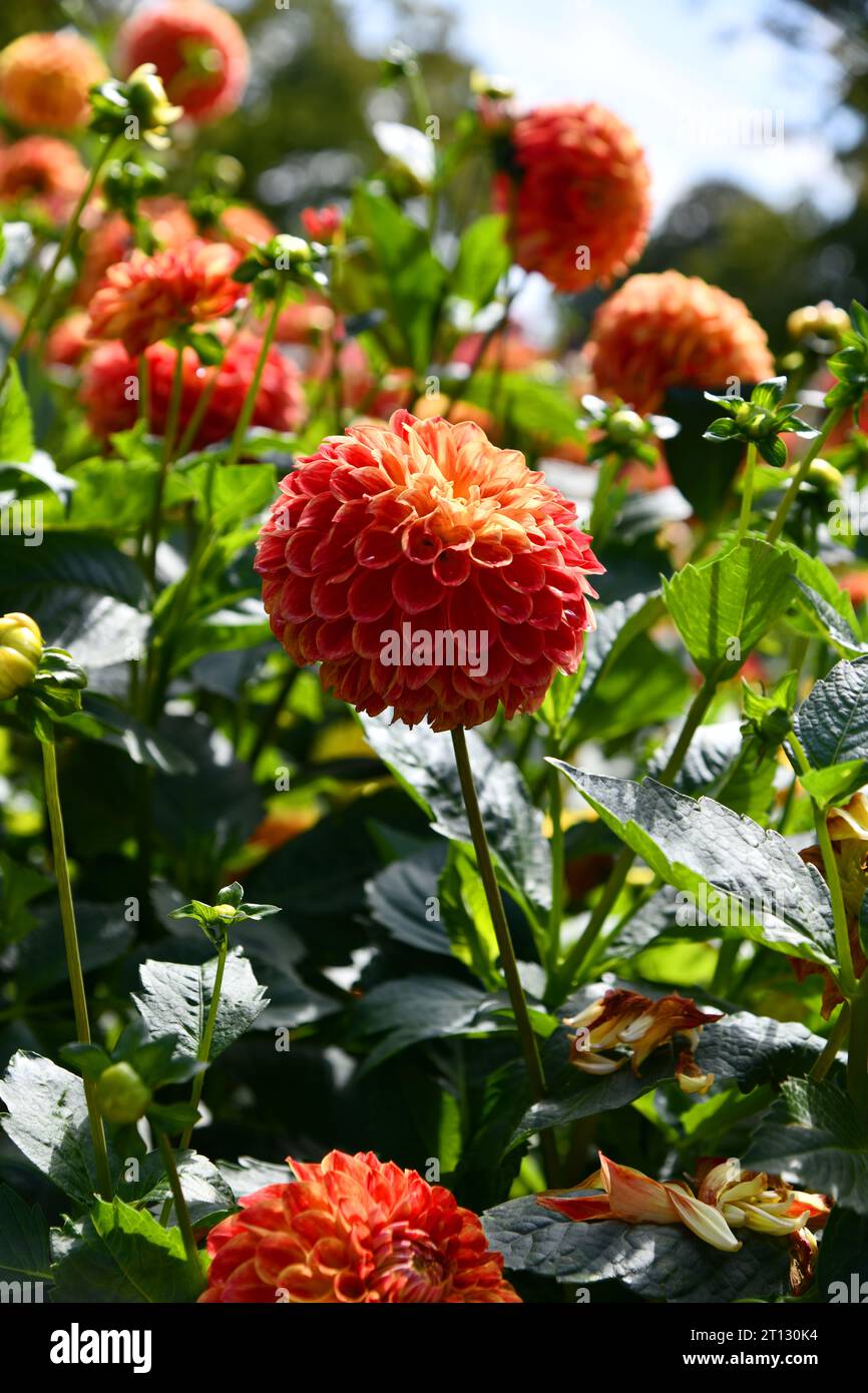 Dahlias insects hi-res stock photography and images - Alamy