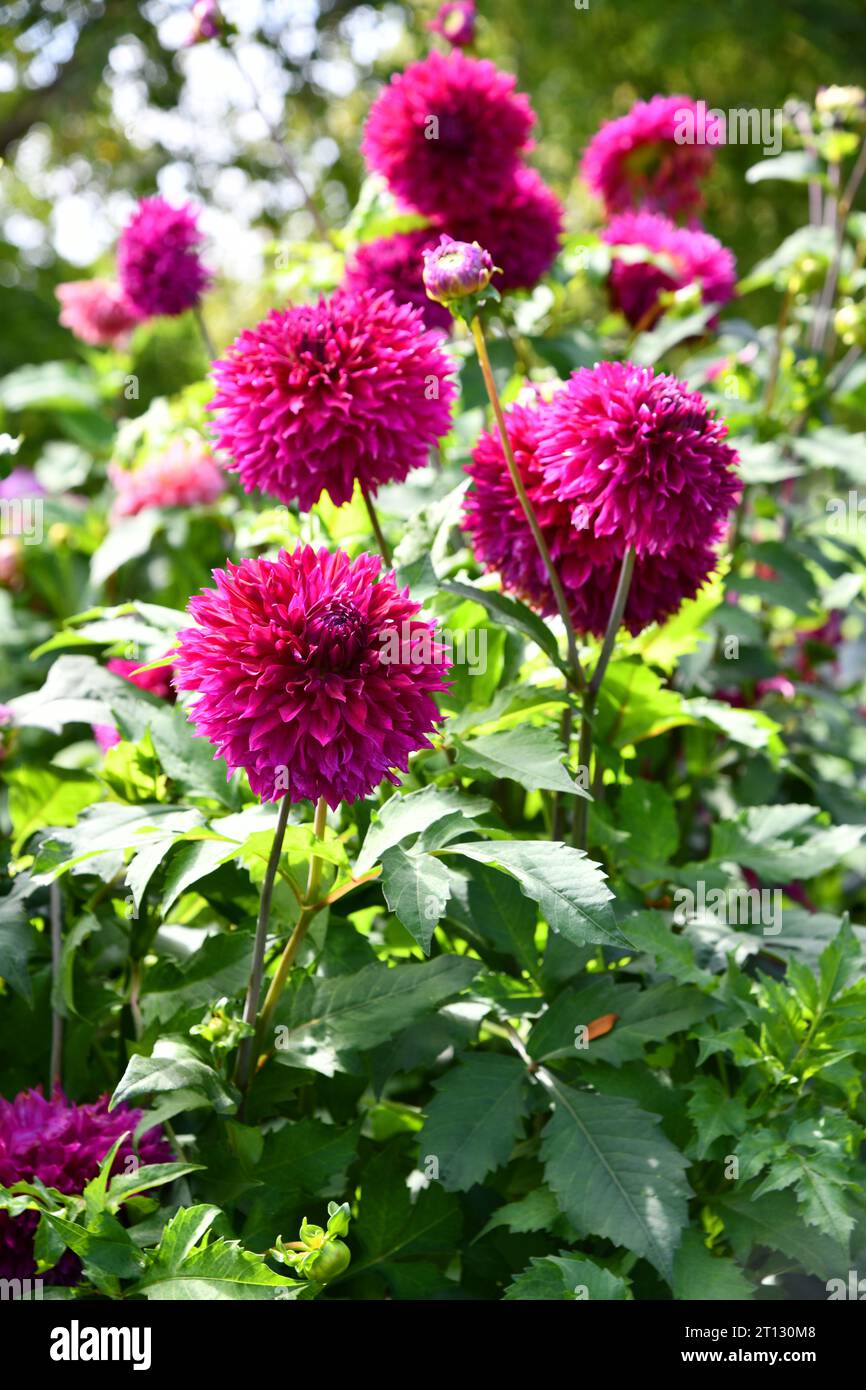 Watering dahlias hi-res stock photography and images - Alamy