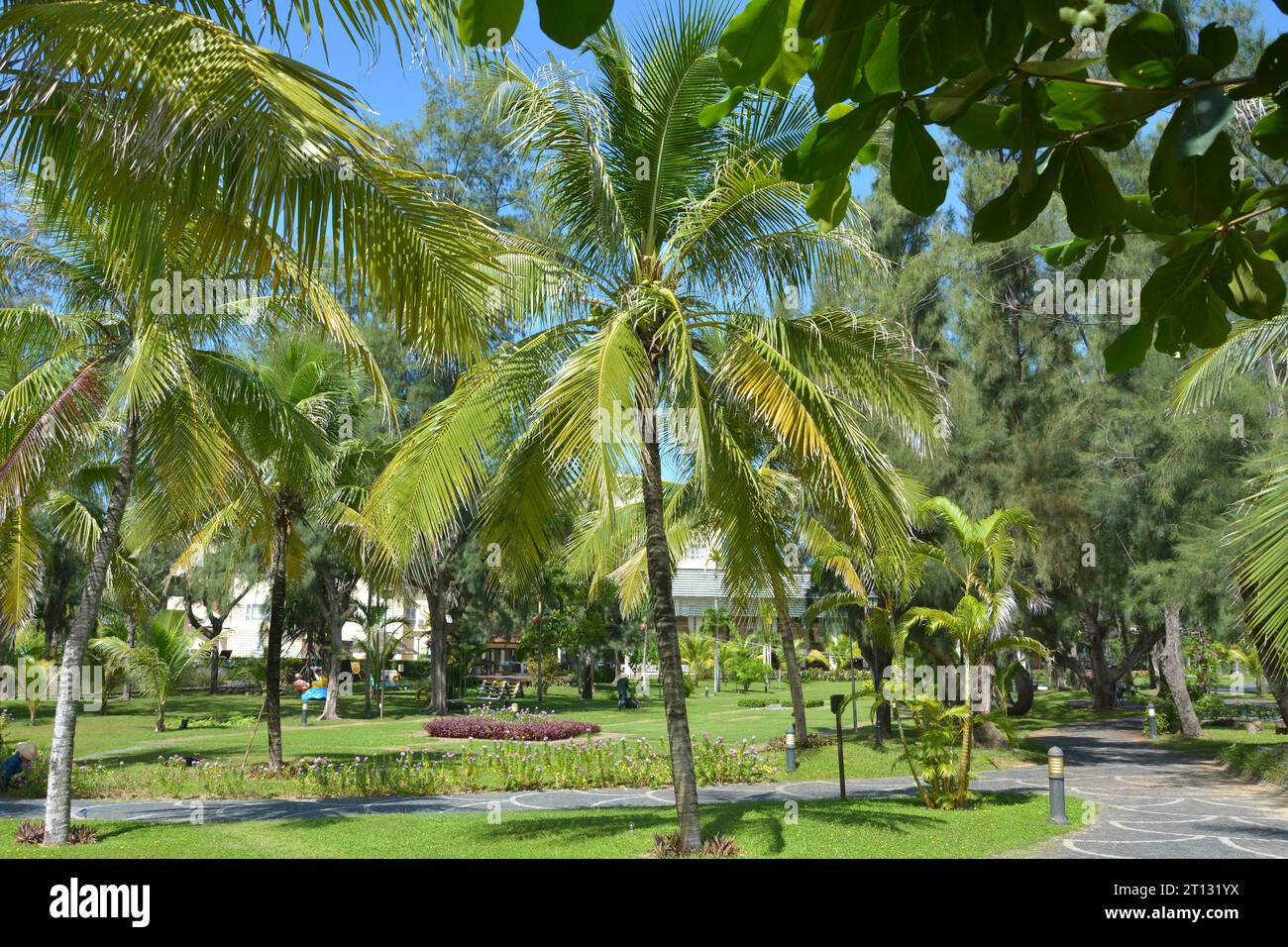 Palm trees in the park hi-res stock photography and images - Alamy