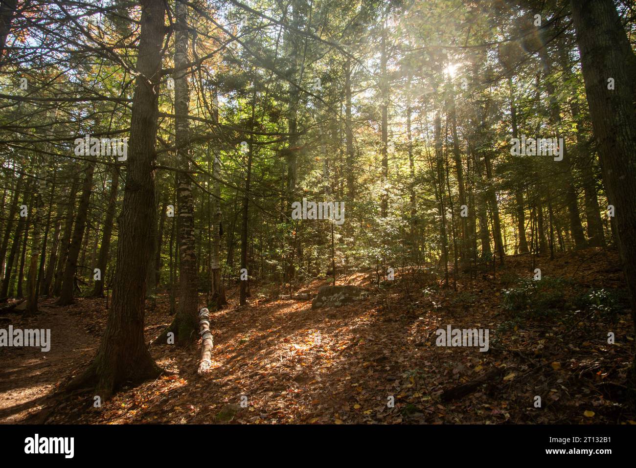 Sun rays in the forest Stock Photo - Alamy