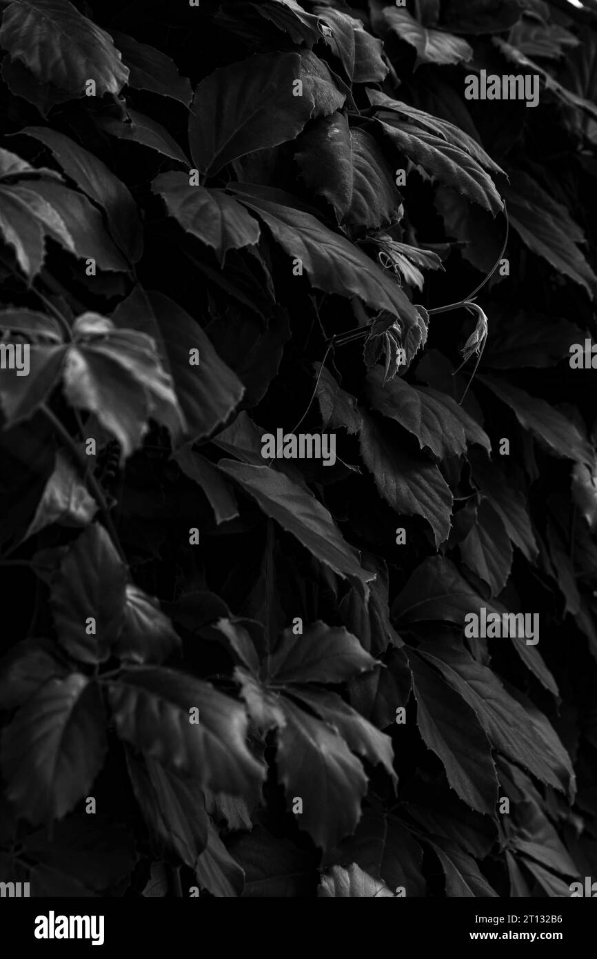 Tree leaves garden in Black and White Stock Photos & Images - Alamy