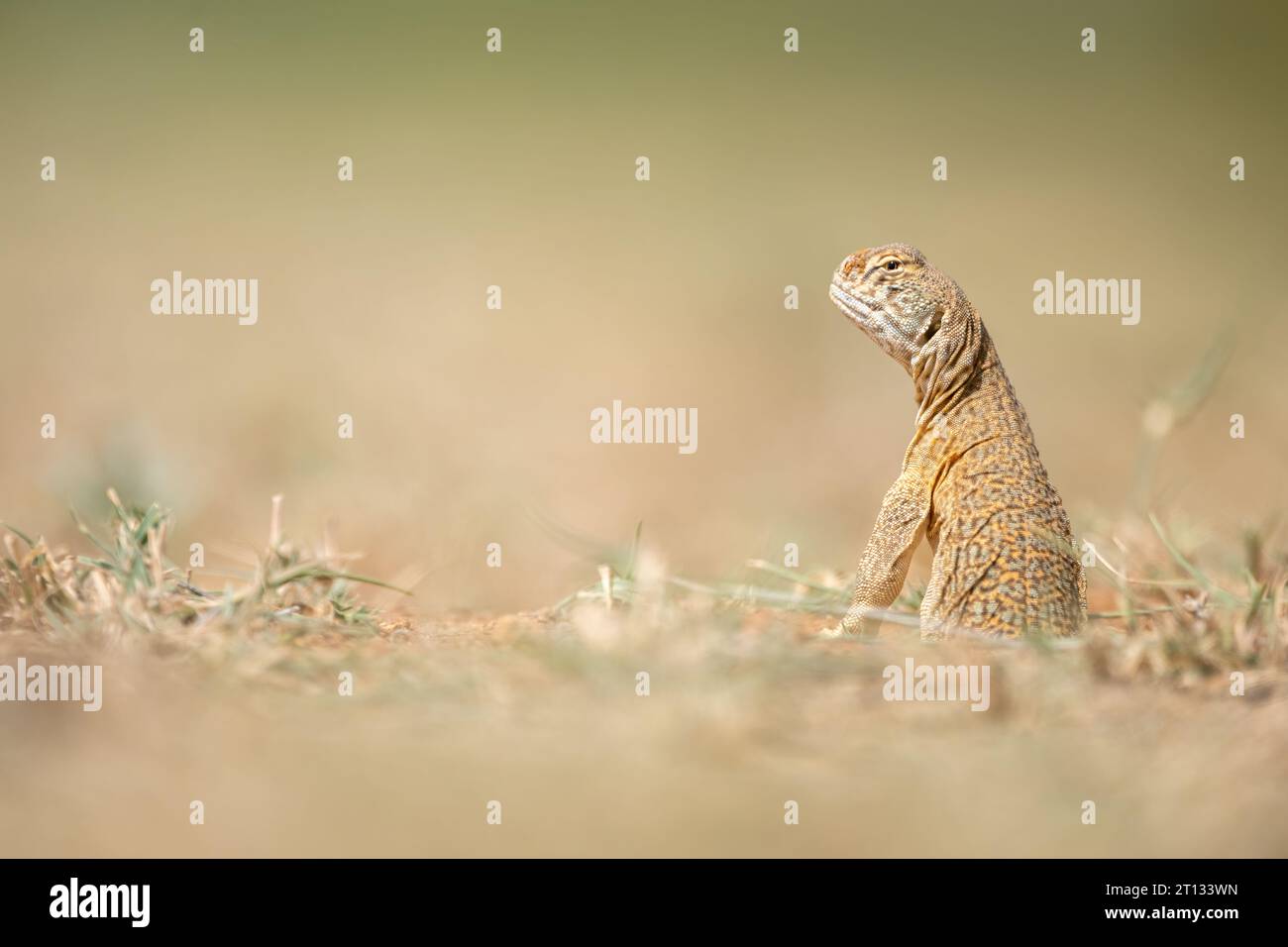 Portrait of a Hardwicke's spiny-tailed lizard or the Indian spiny-tailed lizard from Thar Desert, Rajasthan Stock Photo