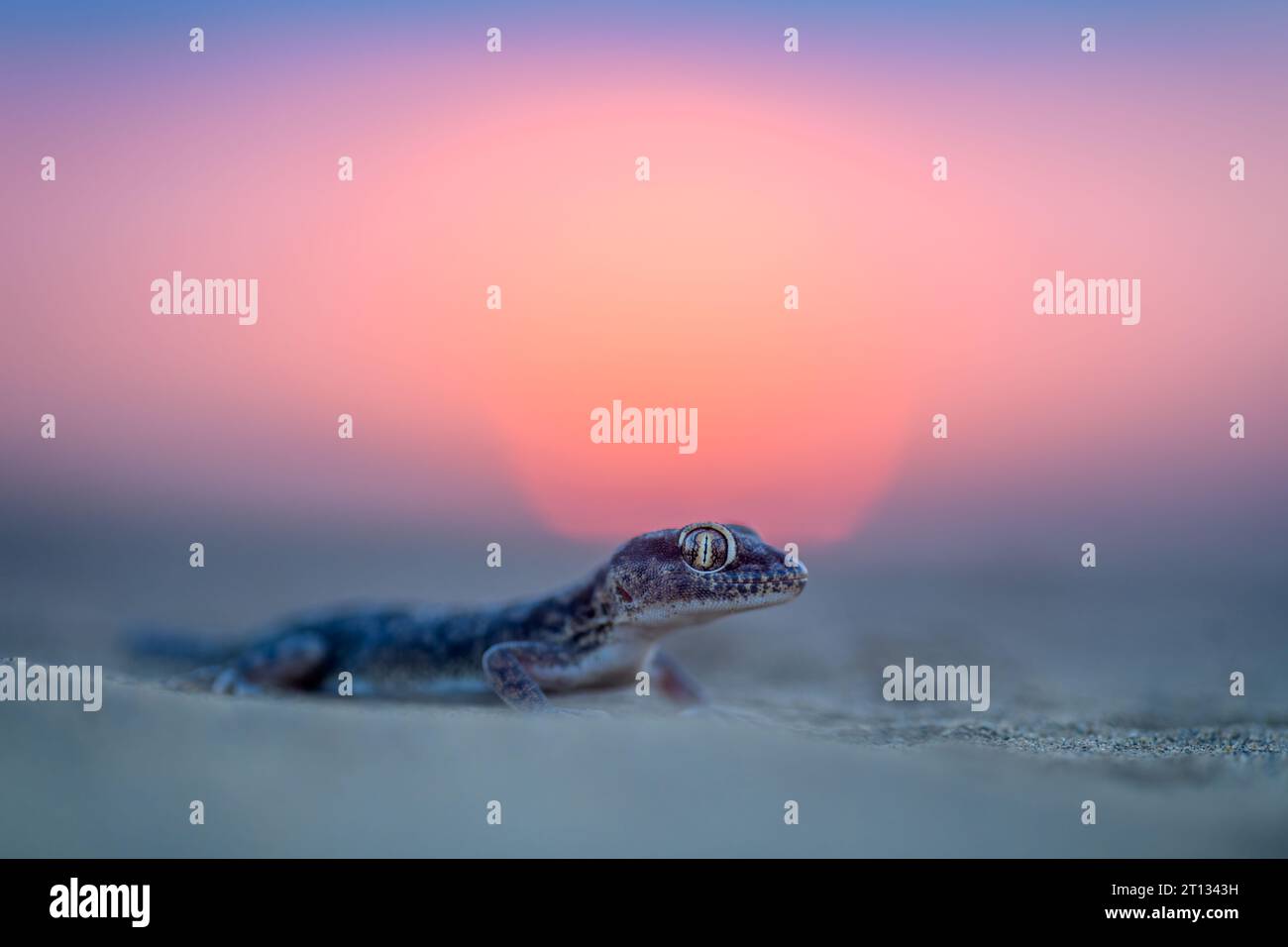 A sind sand gecko rests on a sand dune at sunset in Thar Desert, India Stock Photo
