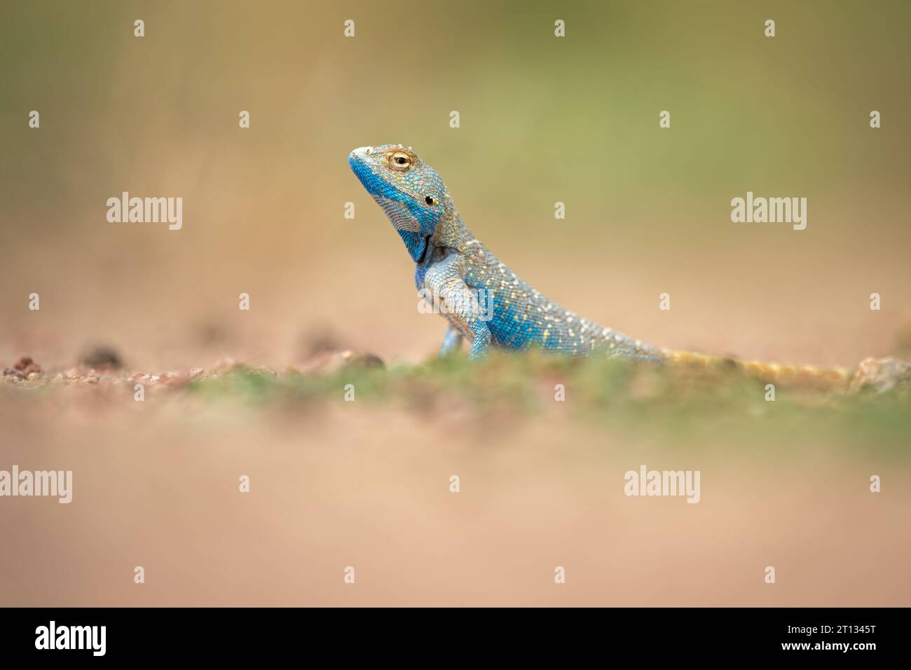 Portrait of a brilliant ground agama from Jaisalmer, Rajasthan, India Stock Photo