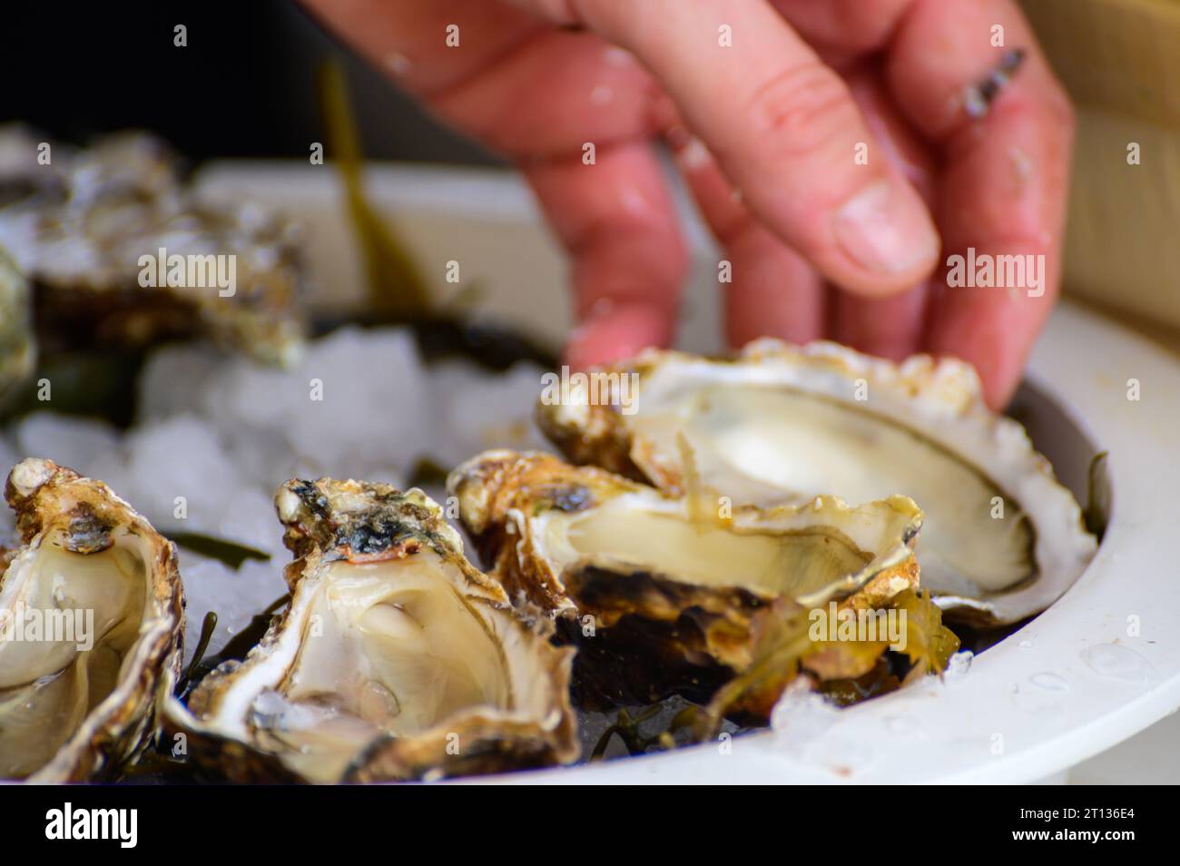 Fresh french Gillardeau oysters molluscs shucked on ice with lemon