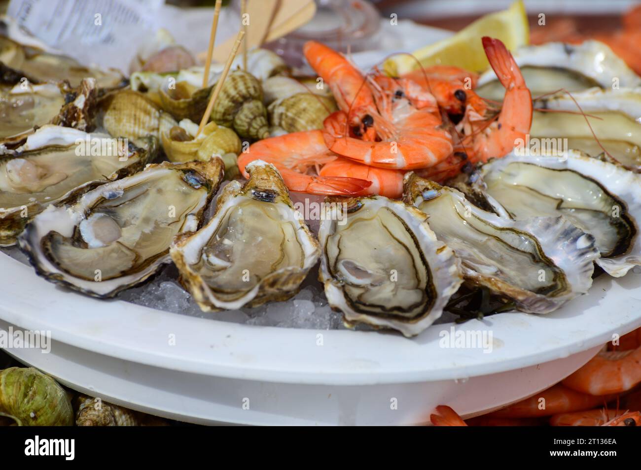 Fresh french Gillardeau oysters molluscs shucked on ice with shells