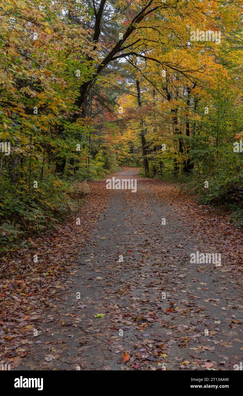 Leaf covered forest trail with autumn colours in Arrowhead Park Stock Photo