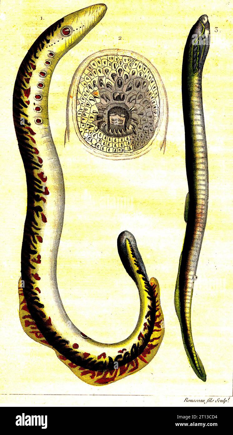Illustration of a sea lamprey (Petromyzon marinus, left), the open