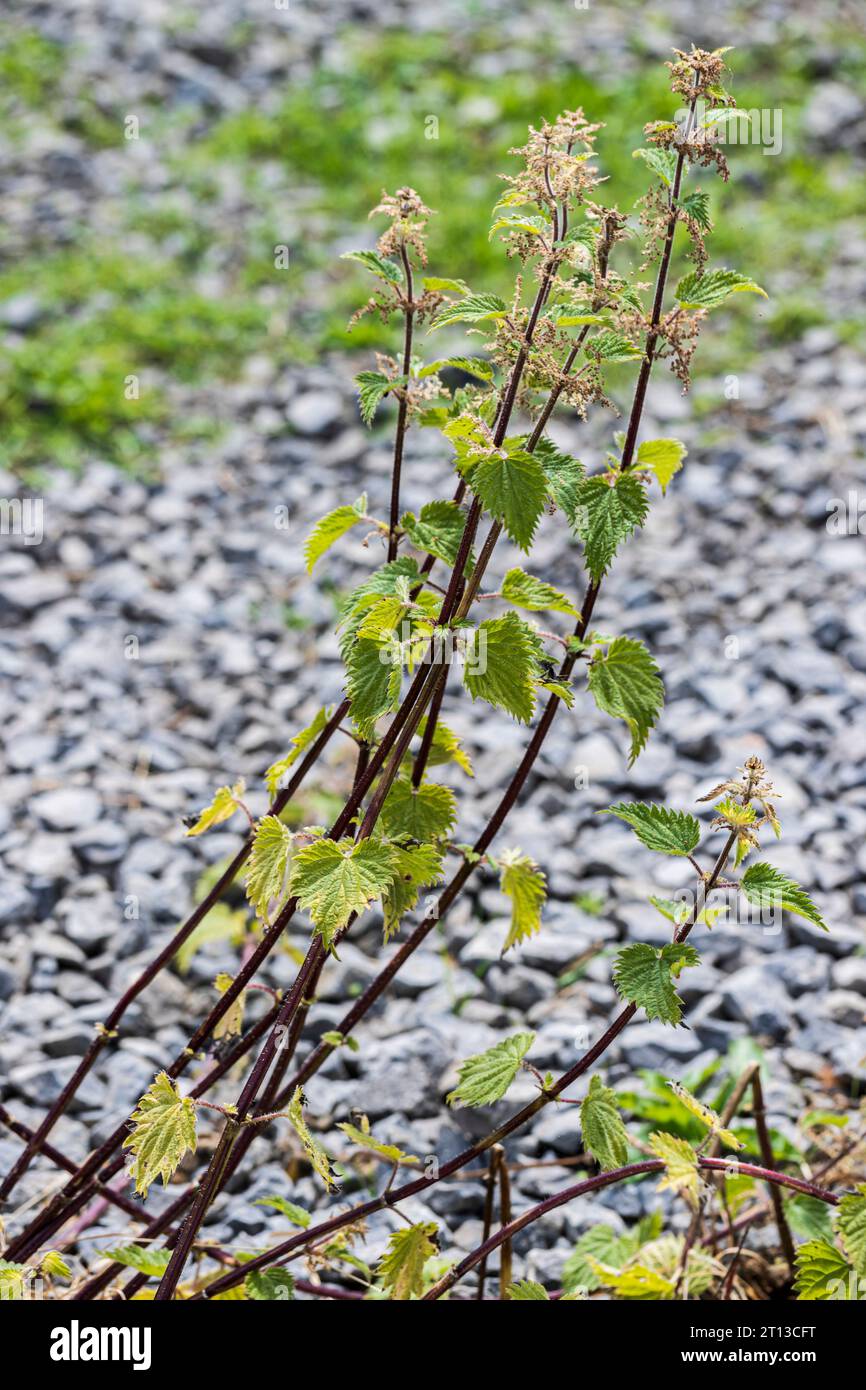 Group of stinging nettles (Urtica dioica) poisoned with Roundup weed