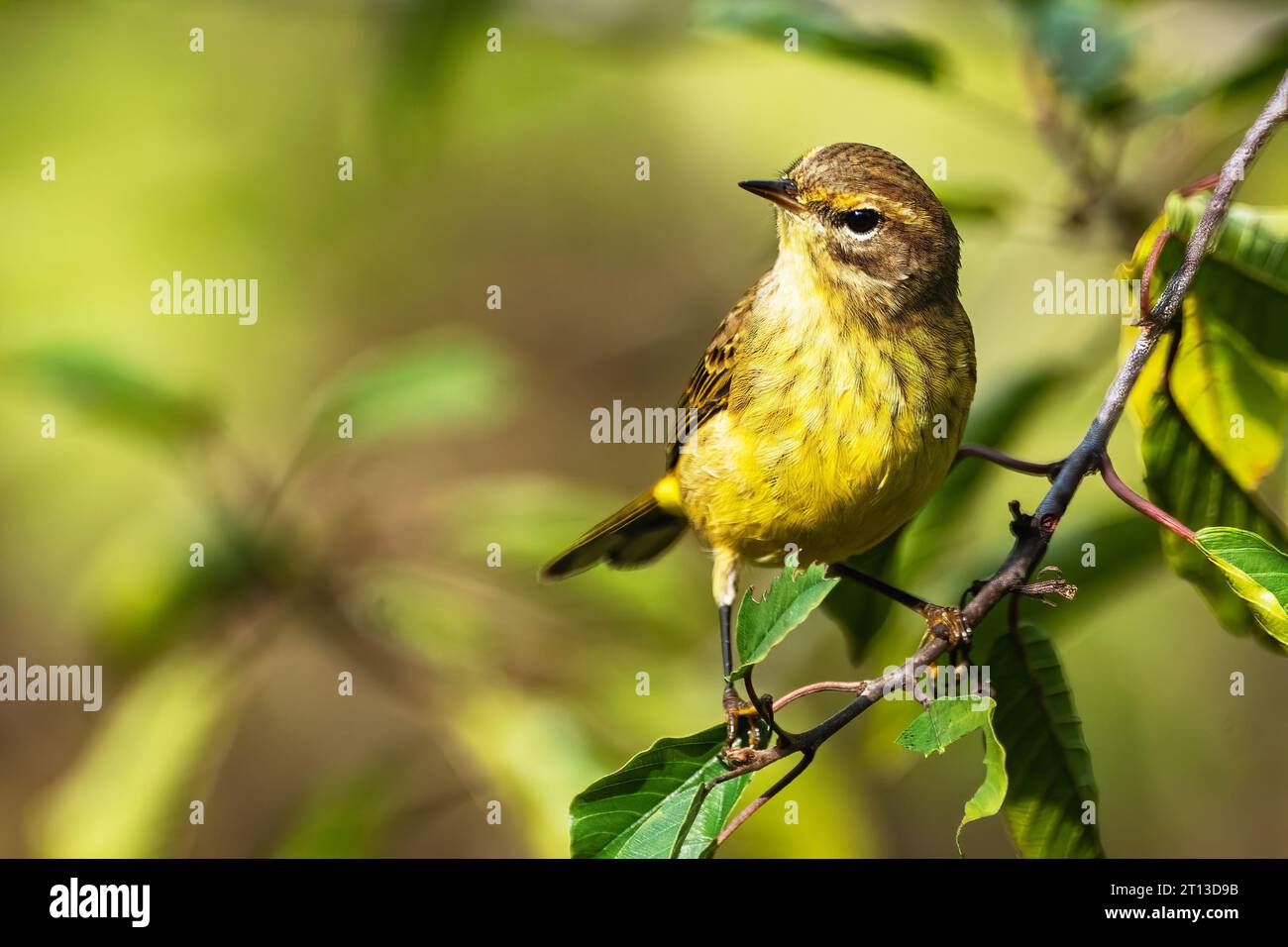 Palm warbler in fall plumage Stock Photo - Alamy