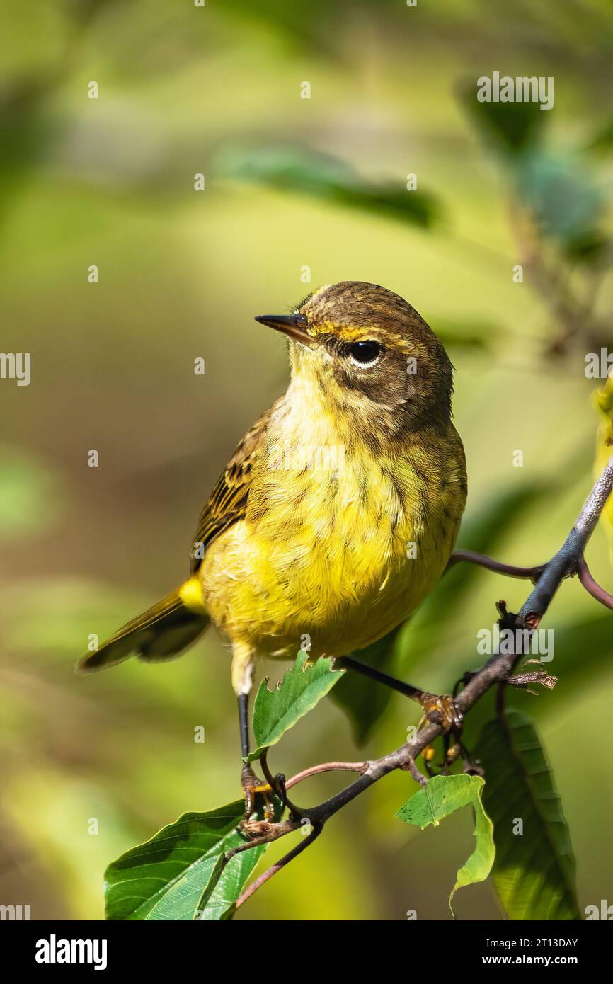 Palm warbler in fall plumage Stock Photo - Alamy
