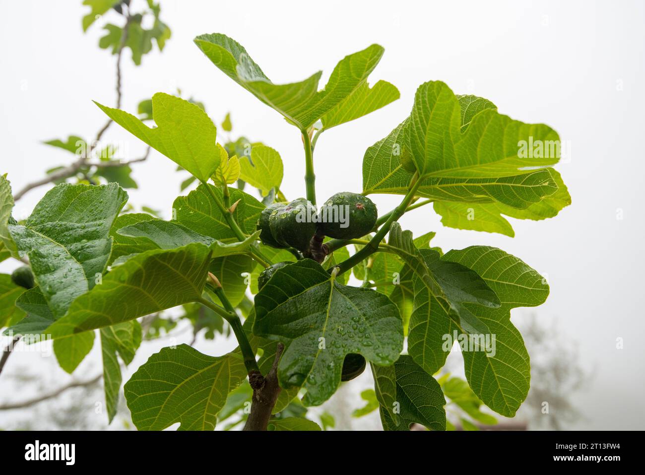 Figs on a Tree in Italy Stock Photo