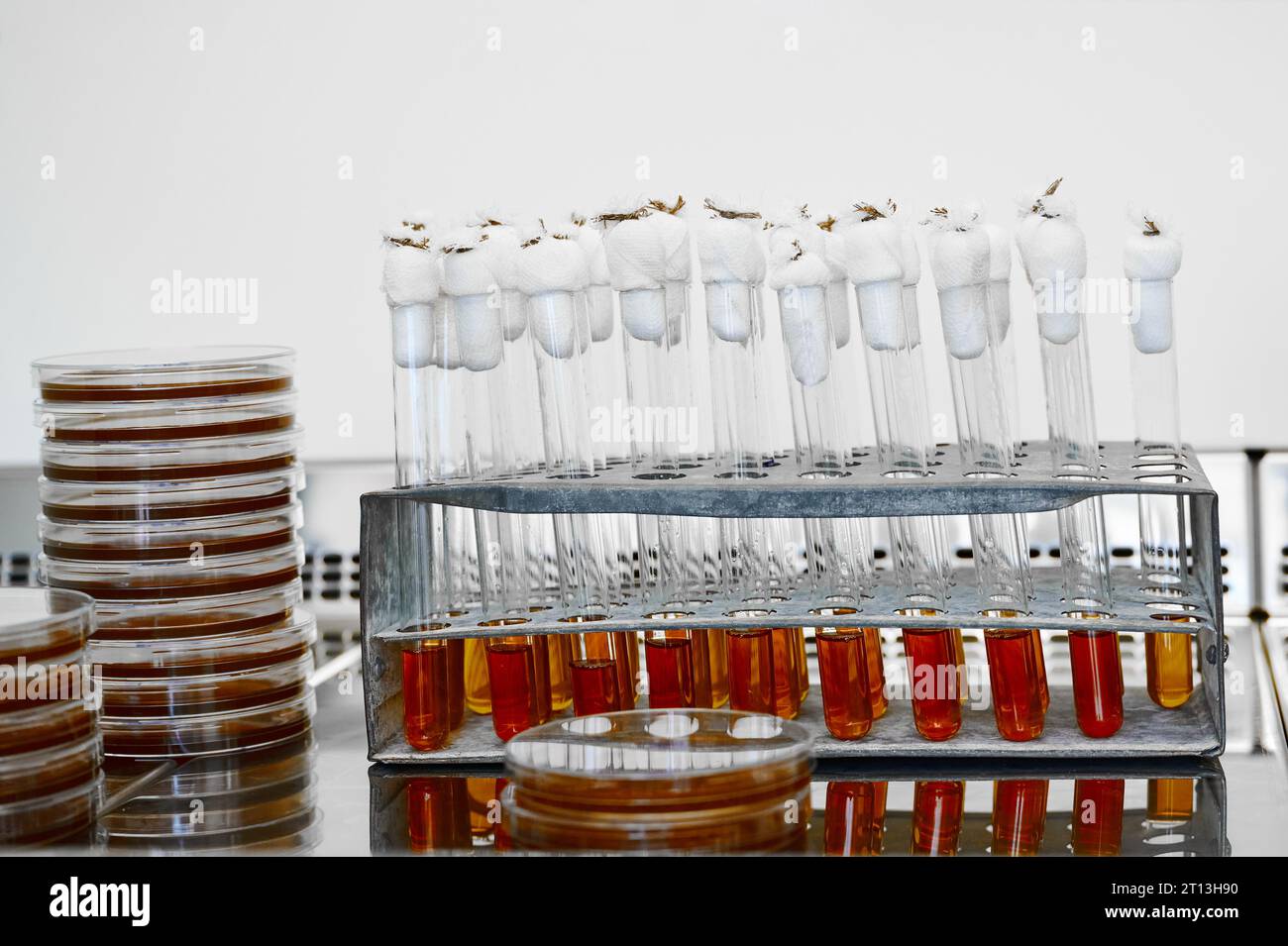 Test tubes with bacteriological cultures installed in tripod Stock