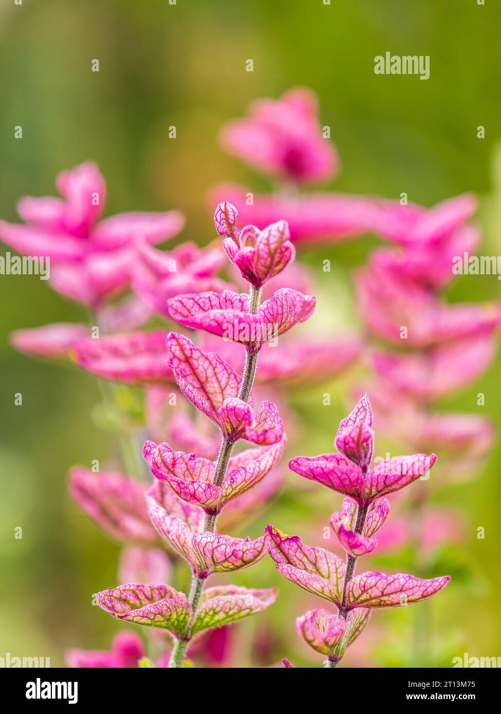 Salvia pink flowers with green leaves Blossom, medicinal plant in