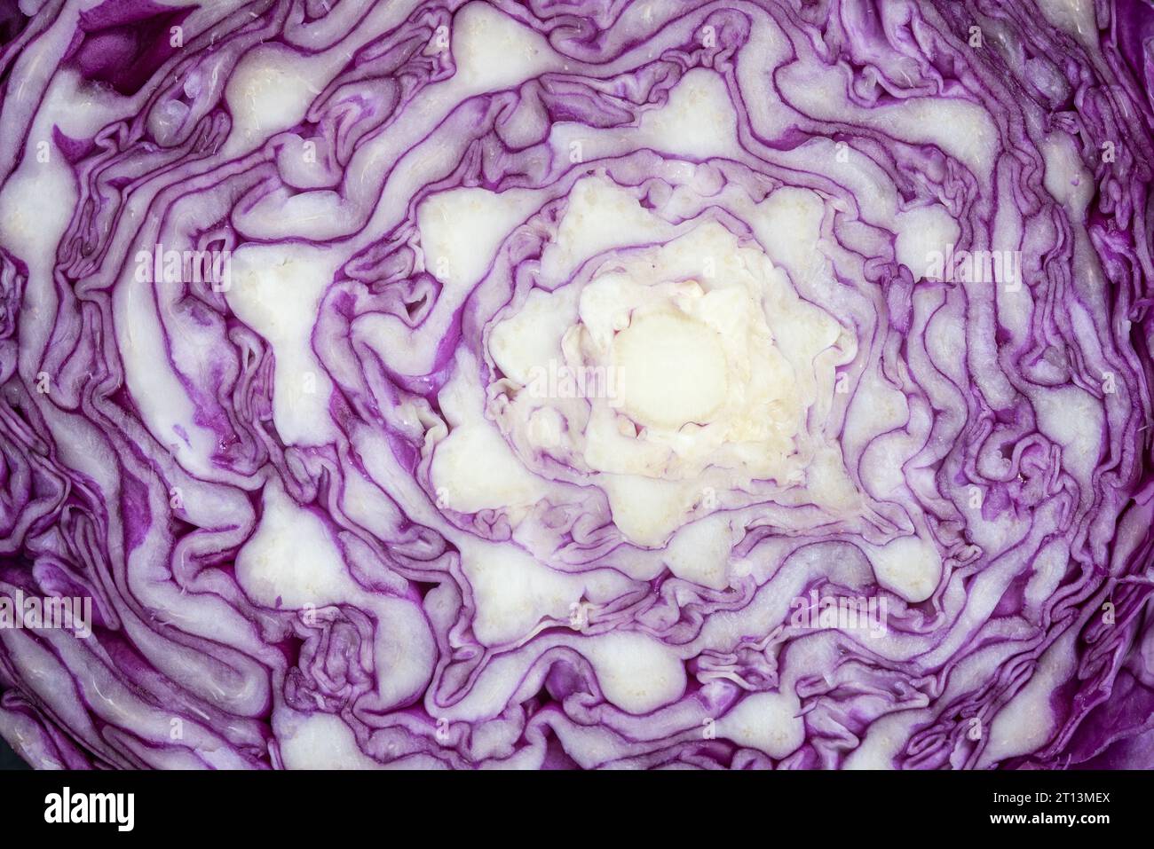 Cross section of a purple cabbage. Stock Photo