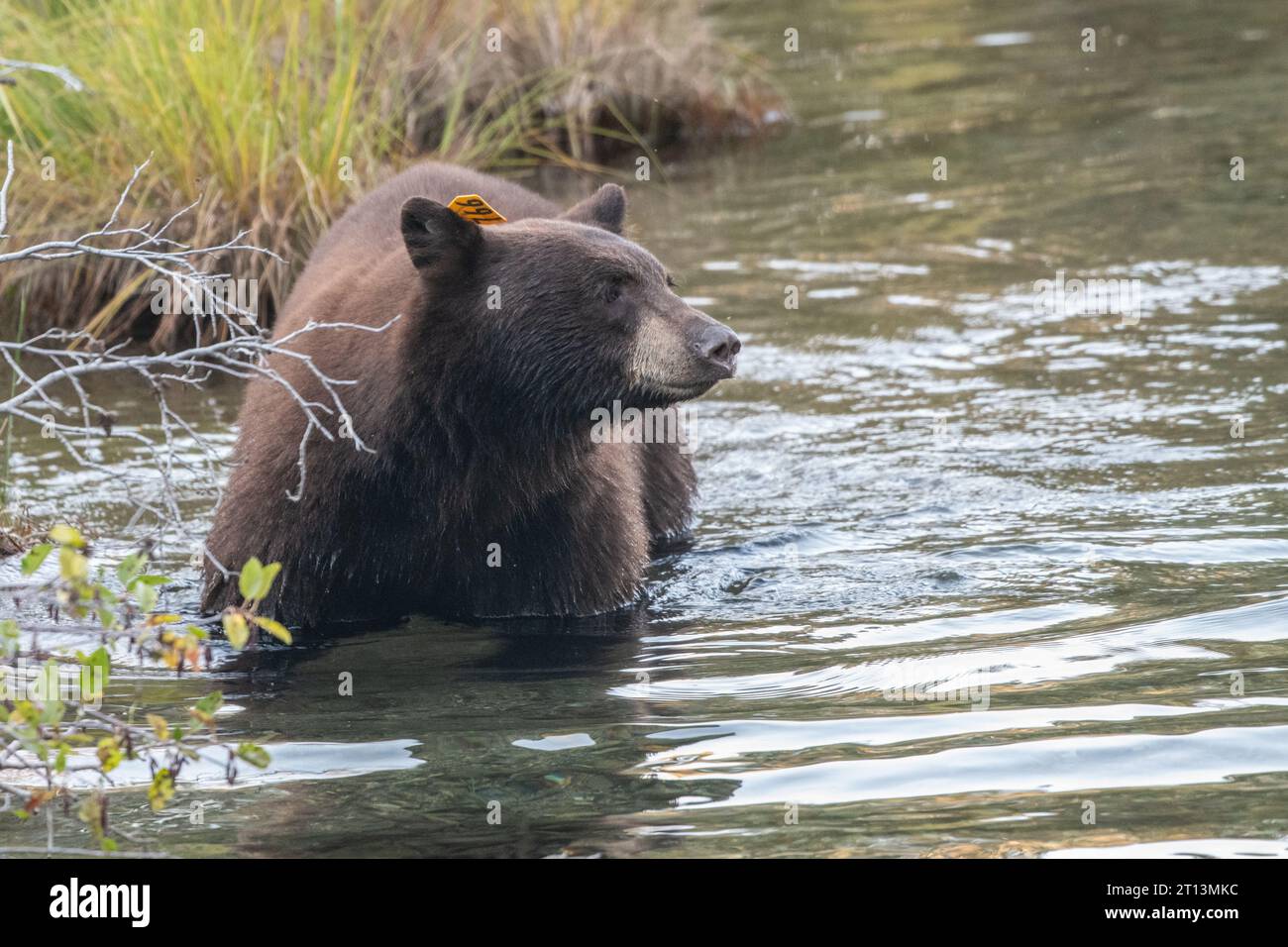A wild black bear, Ursus americanus, in a creek attempting to find migrating salmon to eat and fatten up for winter. Stock Photo