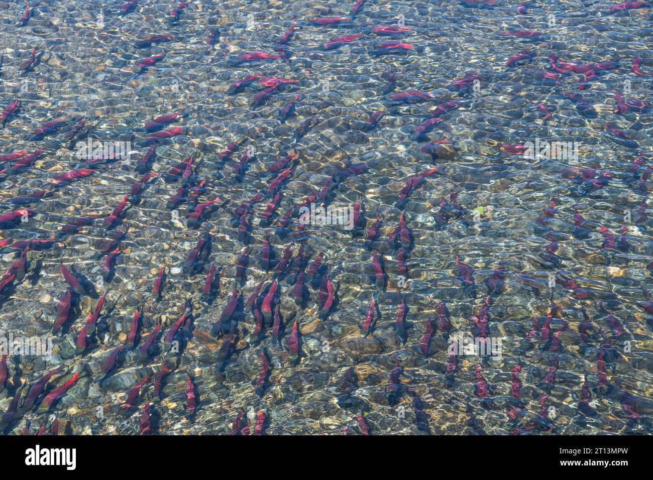 Migrating kokanee salmon (Oncorhynchus nerka) migrating and spawning seen from above. Stock Photo