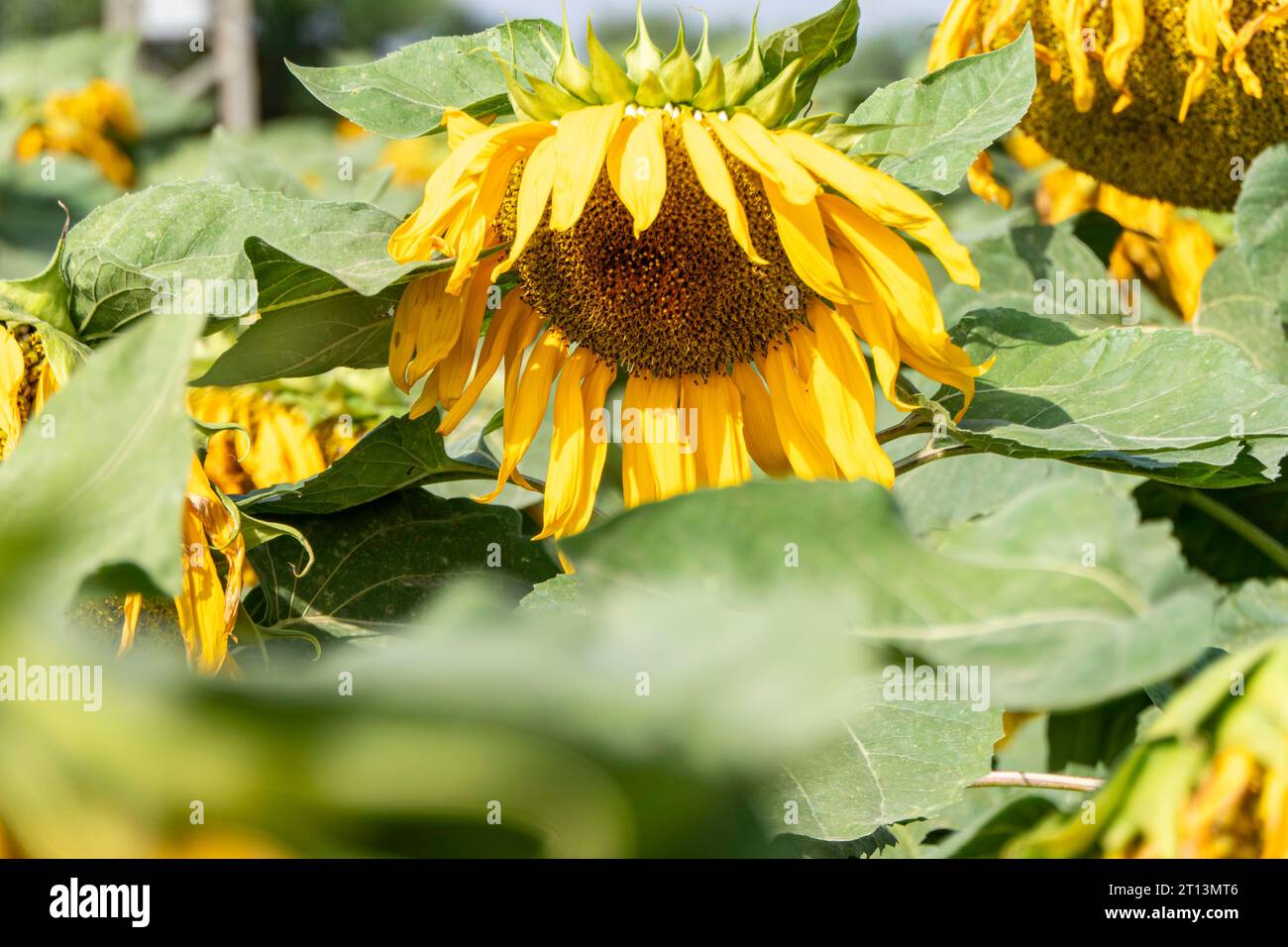 Ripe sunflowers stand tall in a golden field, creating a stunning view Stock Photo