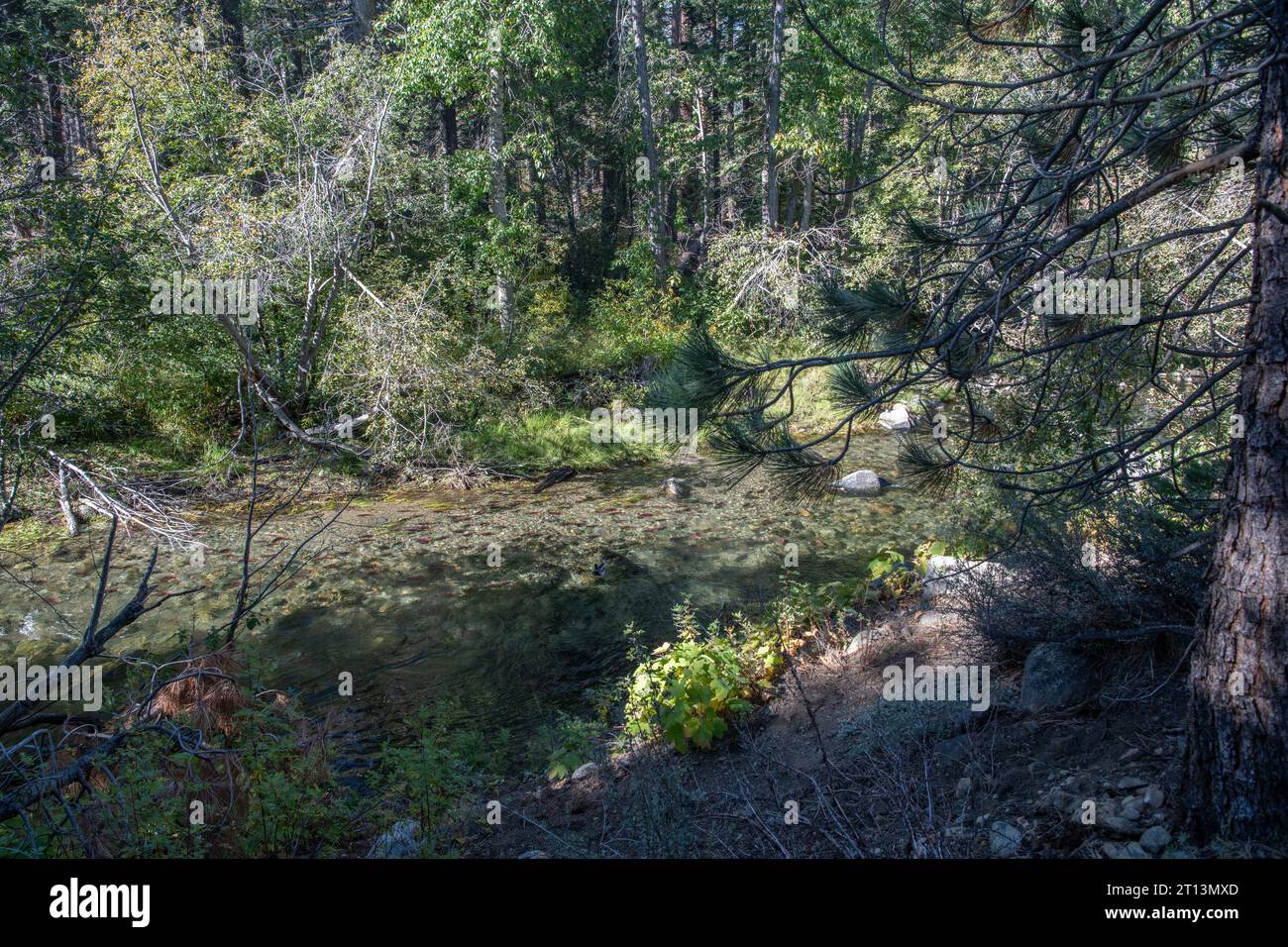 A small freshwater creek filled with spawning kokanee salmon (Oncorhynchus nerka). Stock Photo