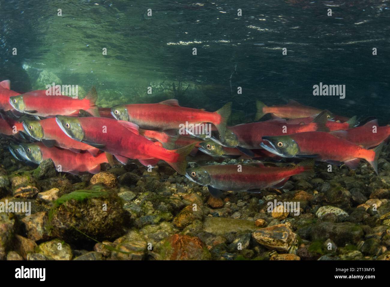 kokanee salmon (Oncorhynchus nerka), the fish are schooling together and migrating upriver for spawning and complete their lifecycle. Stock Photo