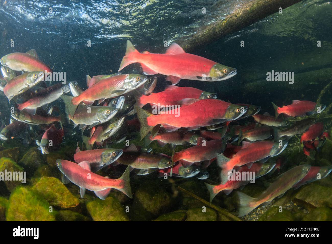 kokanee salmon (Oncorhynchus nerka), the fish are schooling together and migrating upriver for spawning and complete their lifecycle. Stock Photo