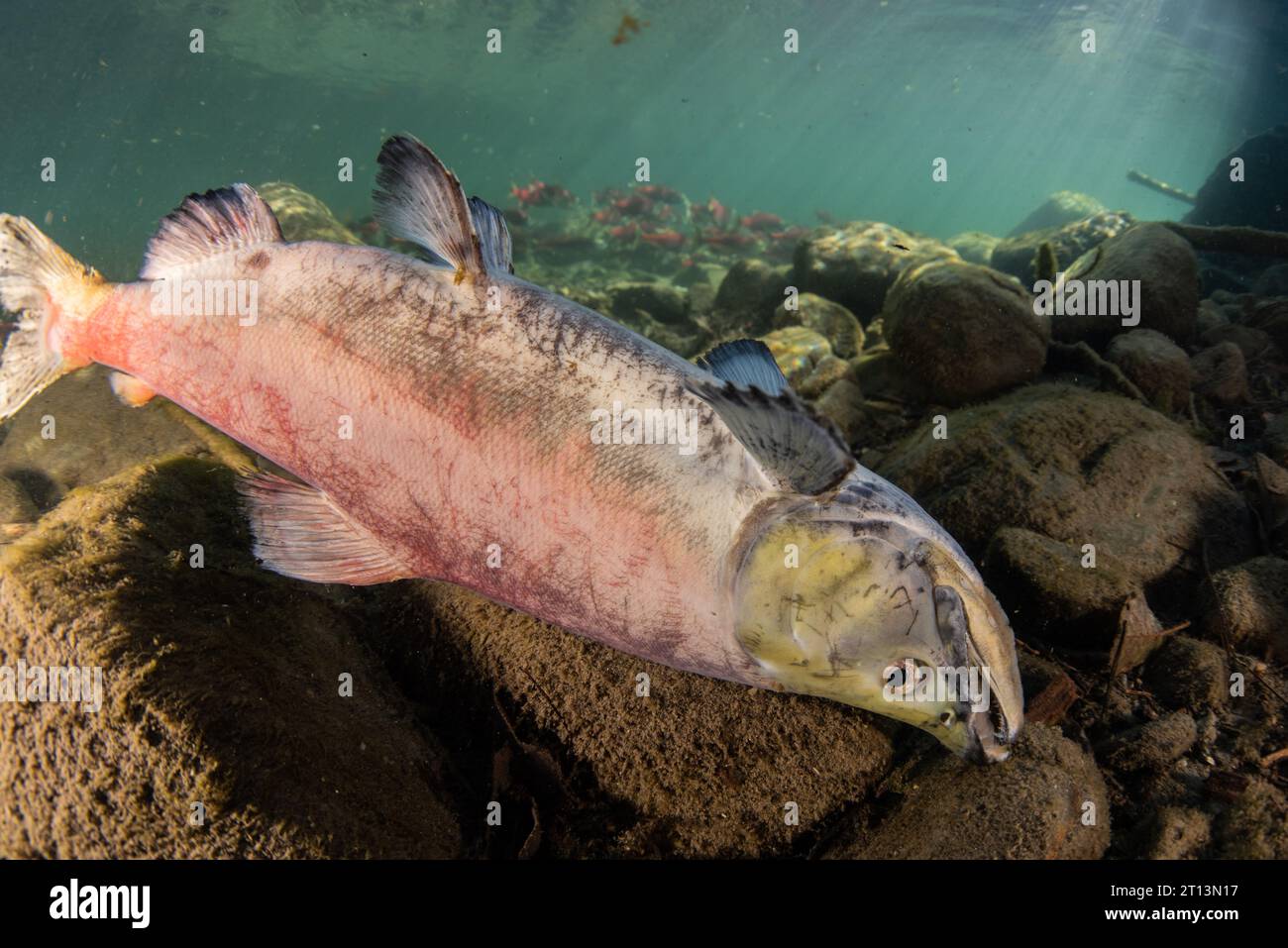 Kokanee salmon (Oncorhynchus nerka), the fish die several days after spawning and this individual lays on the bottom of a river. Stock Photo