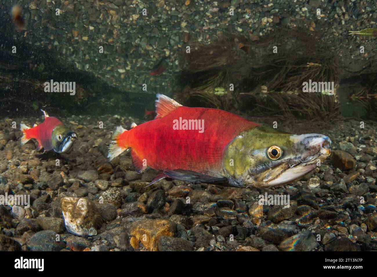 Kokanee salmon (Oncorhynchus nerka) in their colorful red spawning stage as they congregate and migrate for spawning. Stock Photo