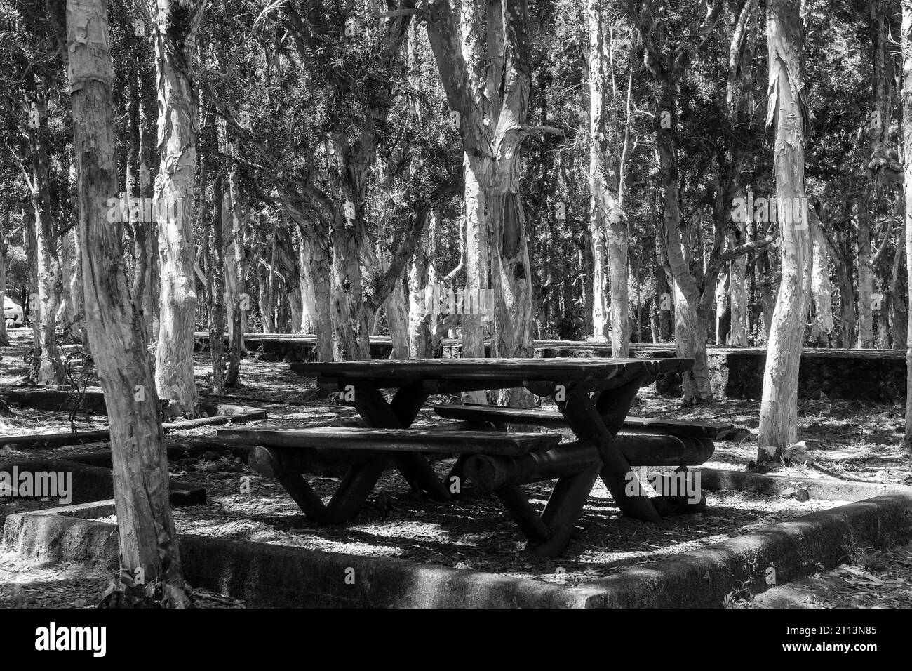 Picnic table with bench among trees in black and white color Stock Photo