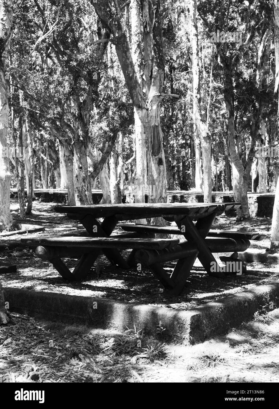 Black and white wooden picnic table with bench in the middle of the forest Stock Photo