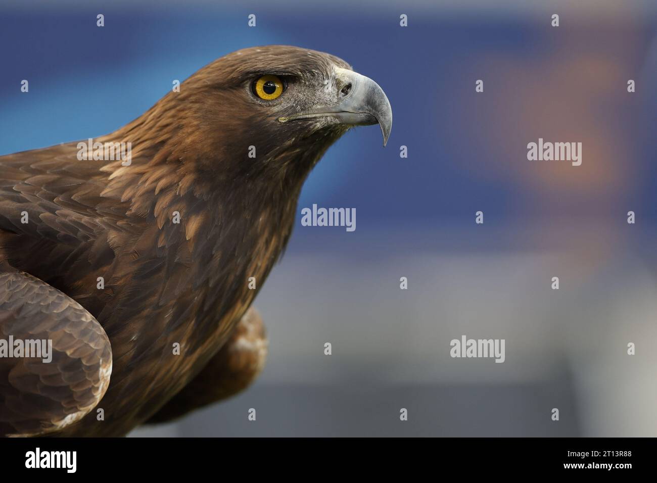 10 October 2023, Hesse, Frankfurt/M.: Soccer, Women: Champions League, Eintracht Frankfurt - Spart., intermediate round, 2nd round, first legs, Deutsche Bank Park. Eintracht mascot golden eagle Attila. Photo: Jürgen Kessler/dpa Stock Photo