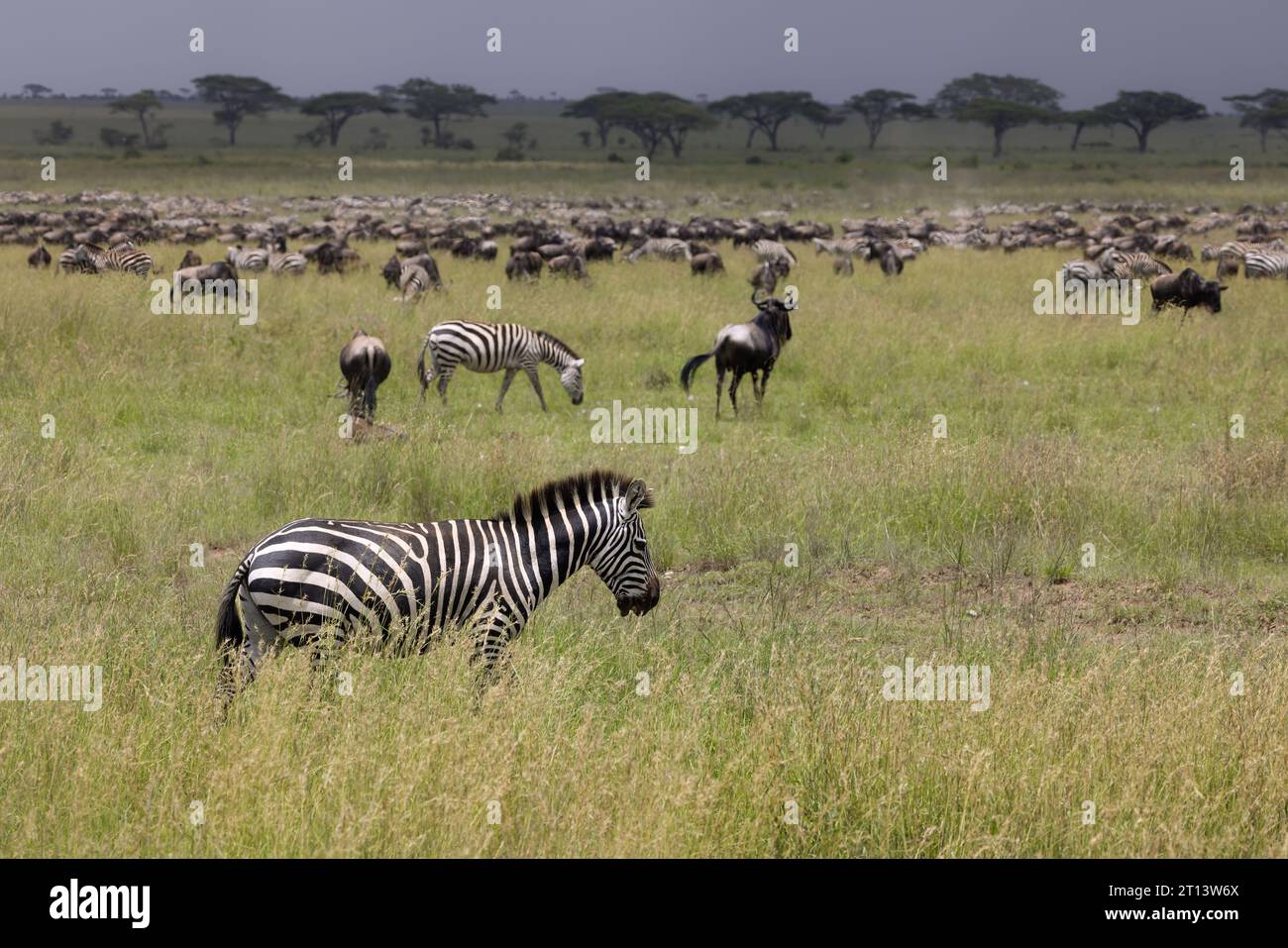 Wild zebra in the savannah in the Serengeti National Park, Tanzania, Africa Stock Photo