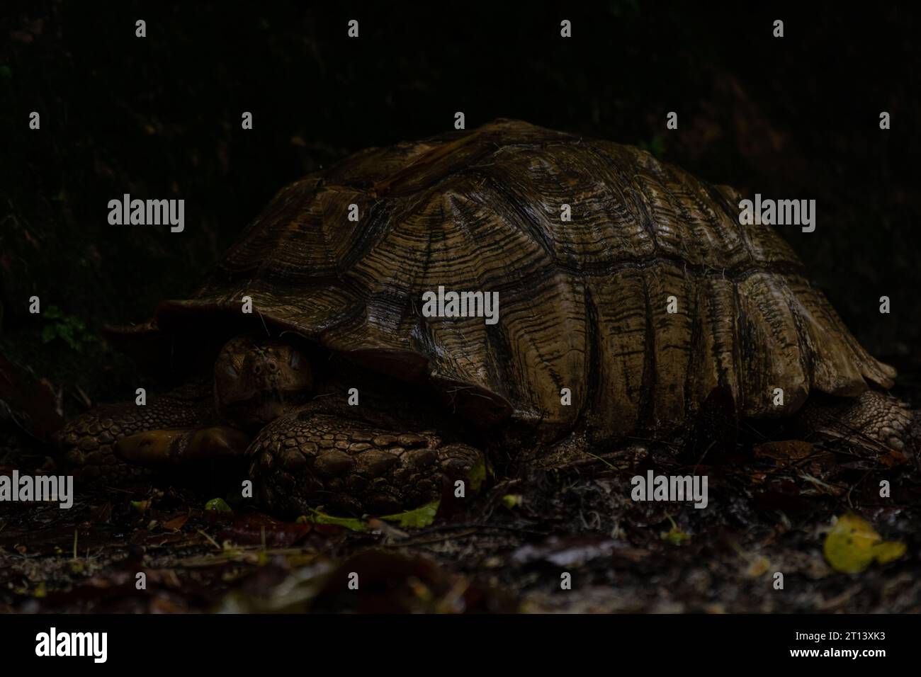 African spurred tortoise (Centrochelys sulcata), sleeping on the sand with eyes closed. Stock Photo