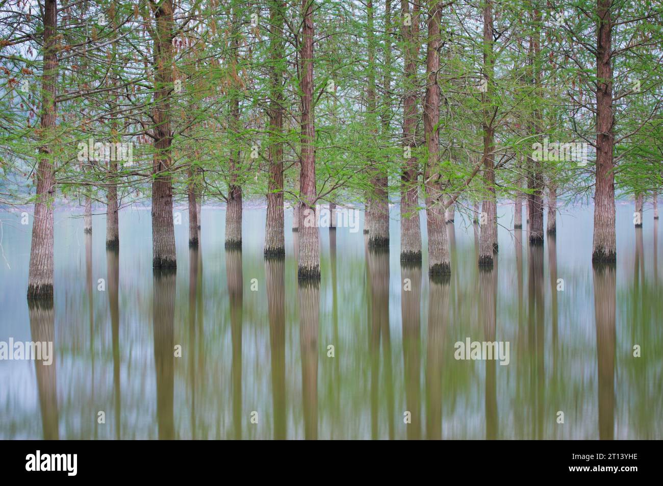 Flooded forest water reflecting trees hi-res stock photography and ...