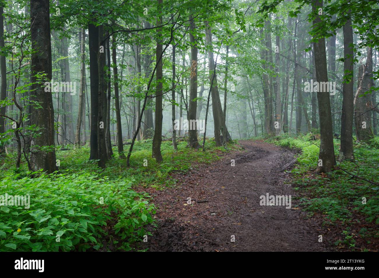 Dirt road path through the forest in mountains Stock Photo - Alamy