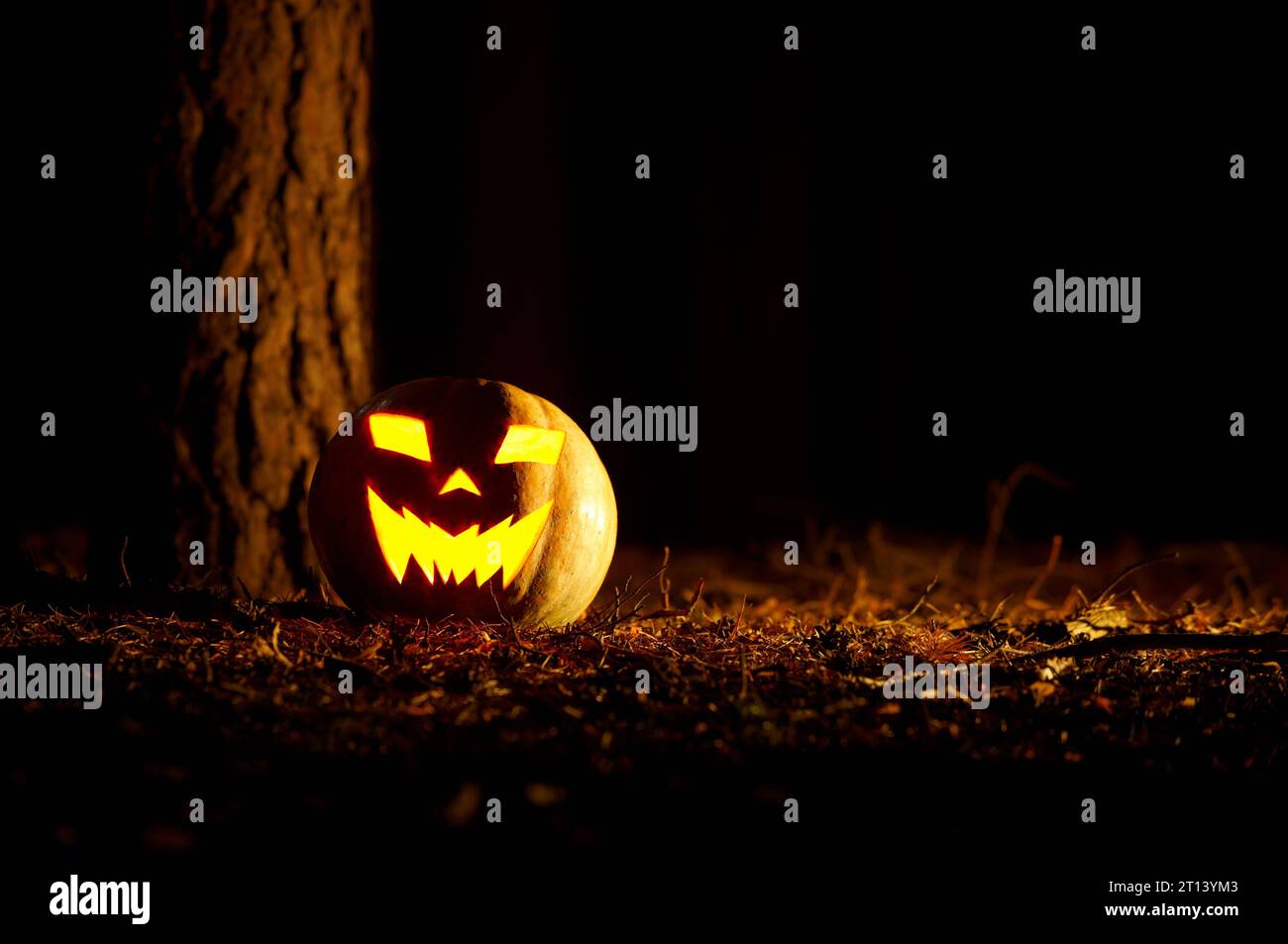 Halloween Pumpkin In A Mystic Forest At Night Stock Photo - Alamy