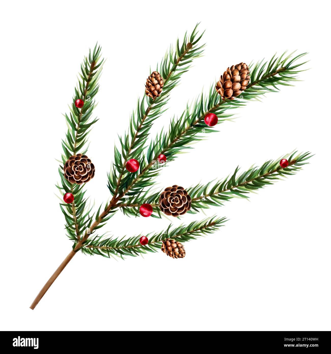 Watercolor christmas spruce and pine branch, cedar, fir and larch cone. New year botanical illustration of realistic red berries isolated on white bac Stock Photo