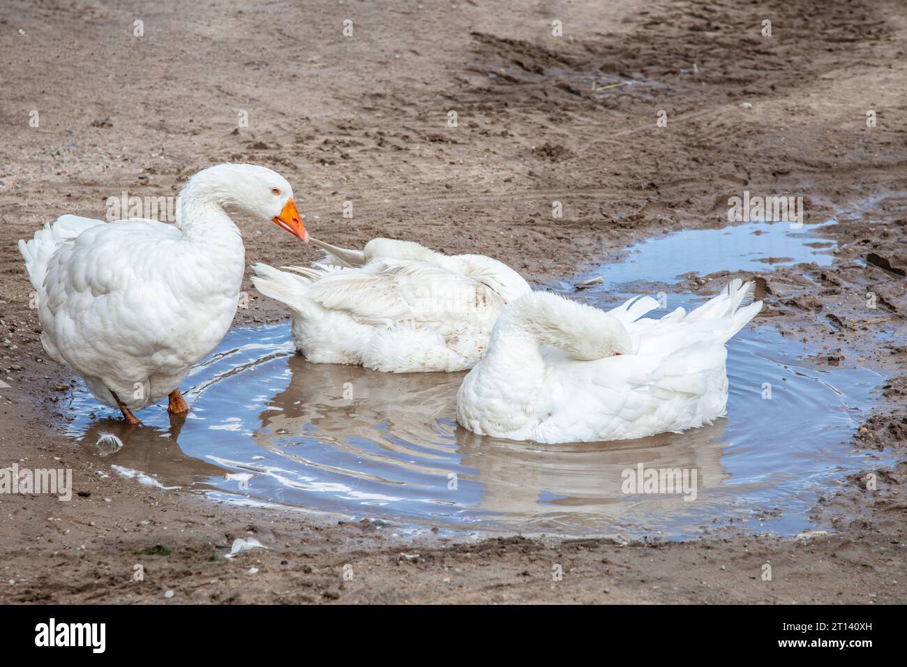 Geese In Water Geese swim in water hi-res stock photography and images - Alamy