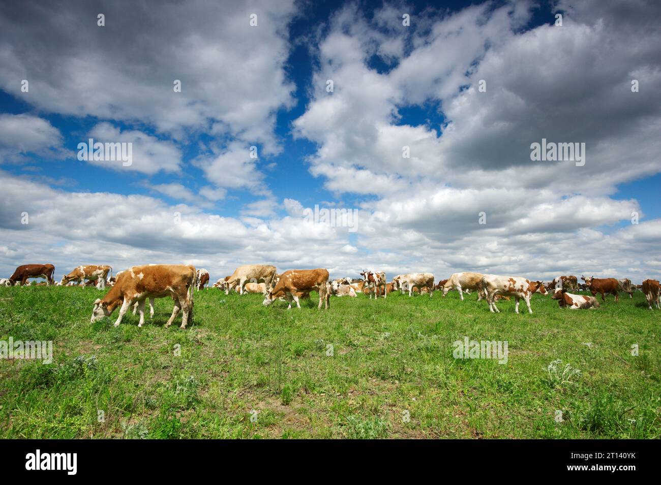 White cow big udder grazing hi-res stock photography and images - Alamy